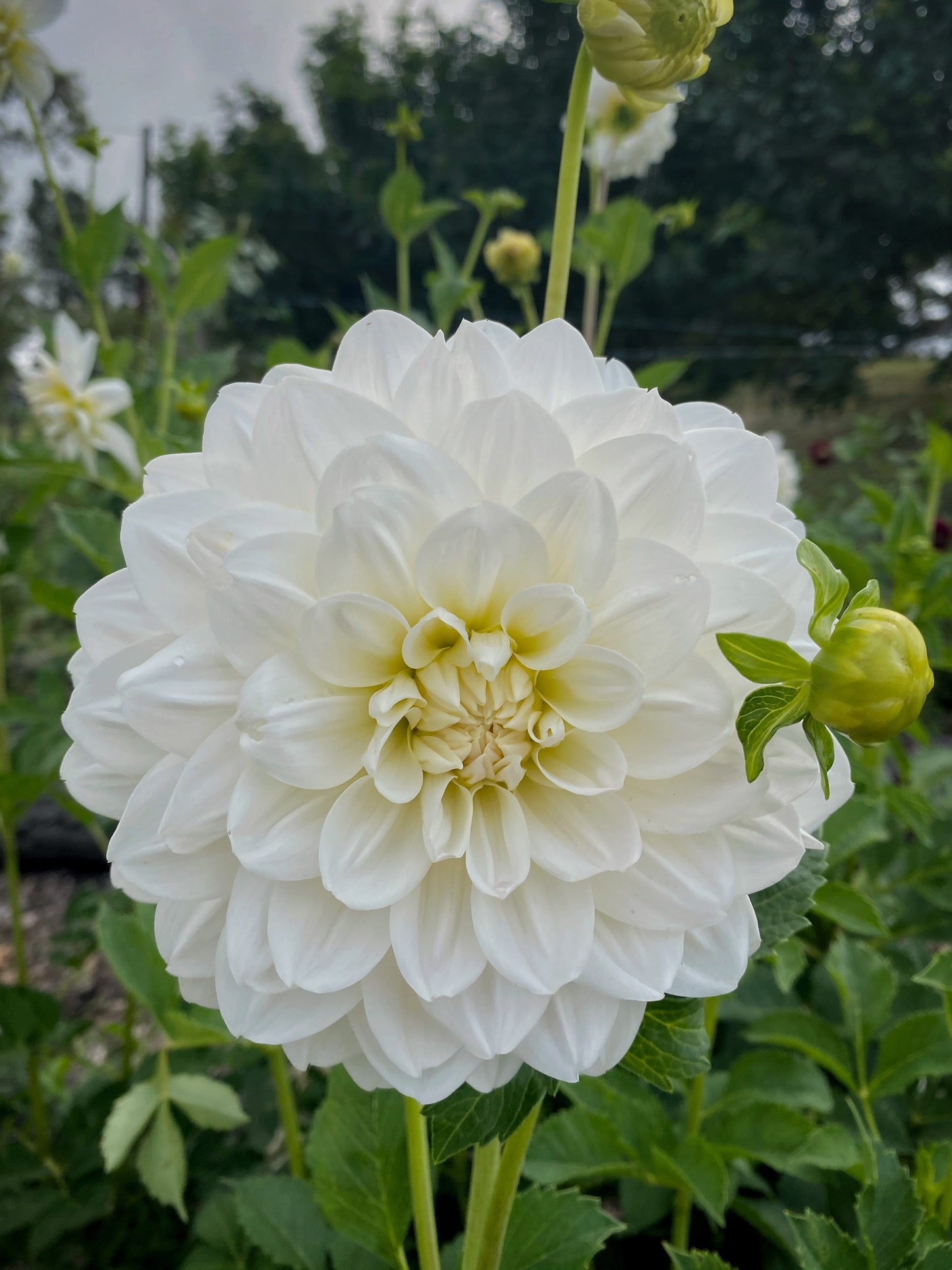 Joy Burkitt dahlia