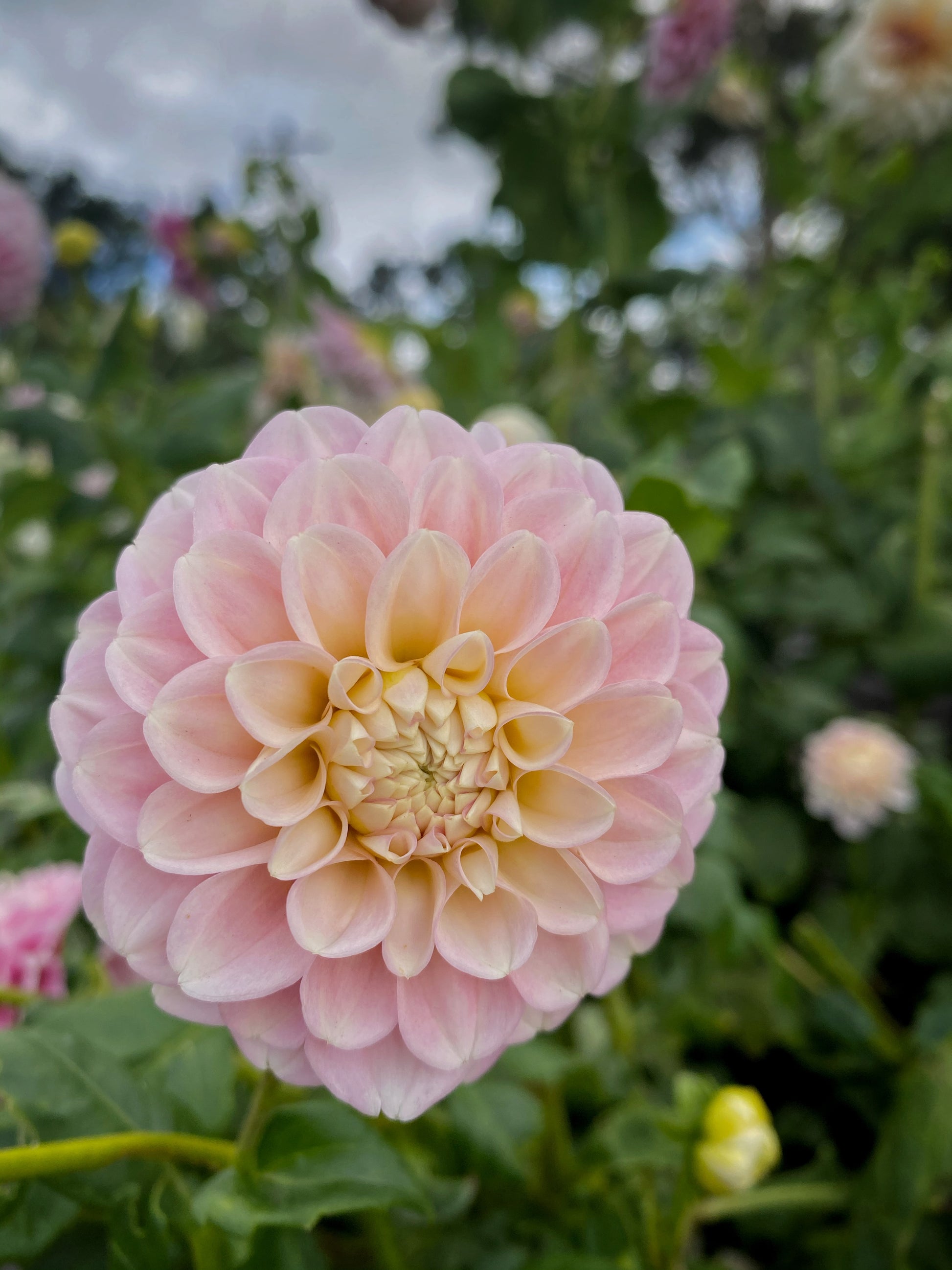 Powder Puff dahlia Stonecrop Flora