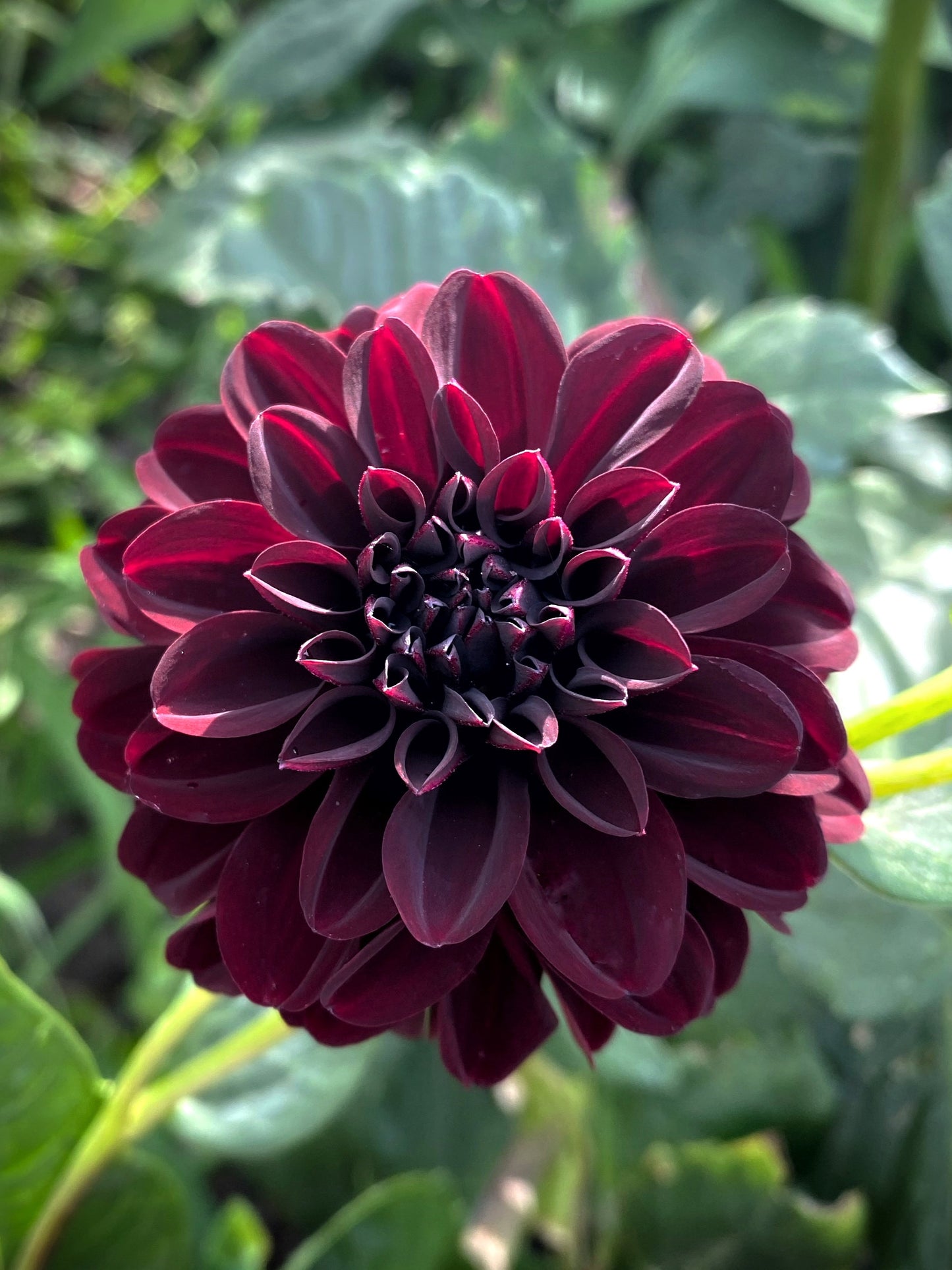 Nugget dahlia