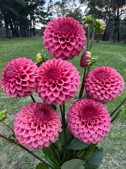 Formby Rocket dahlia