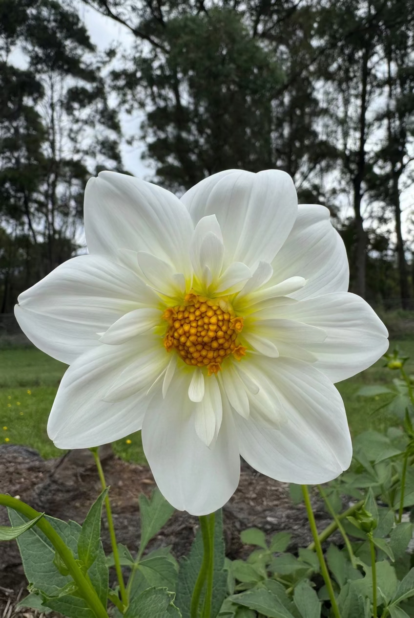 Snow Elf dahlia