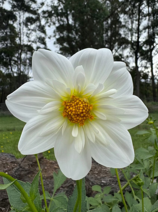 Snow Elf dahlia