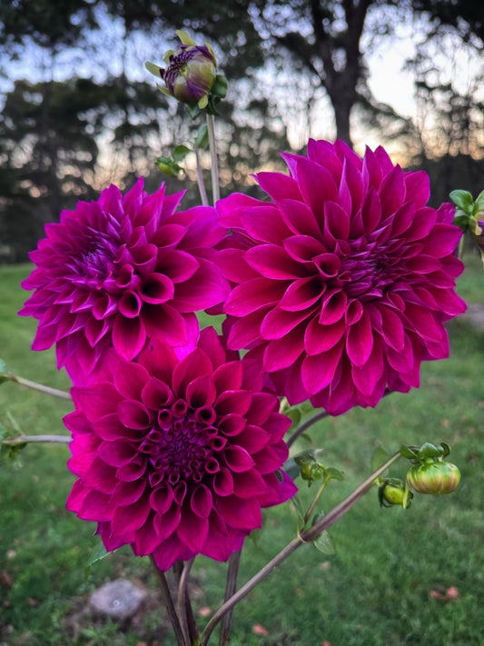 Champs Elysees dahlia