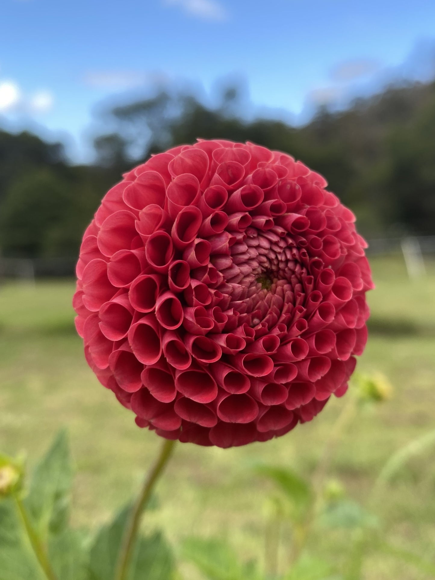 Orange Willo dahlia