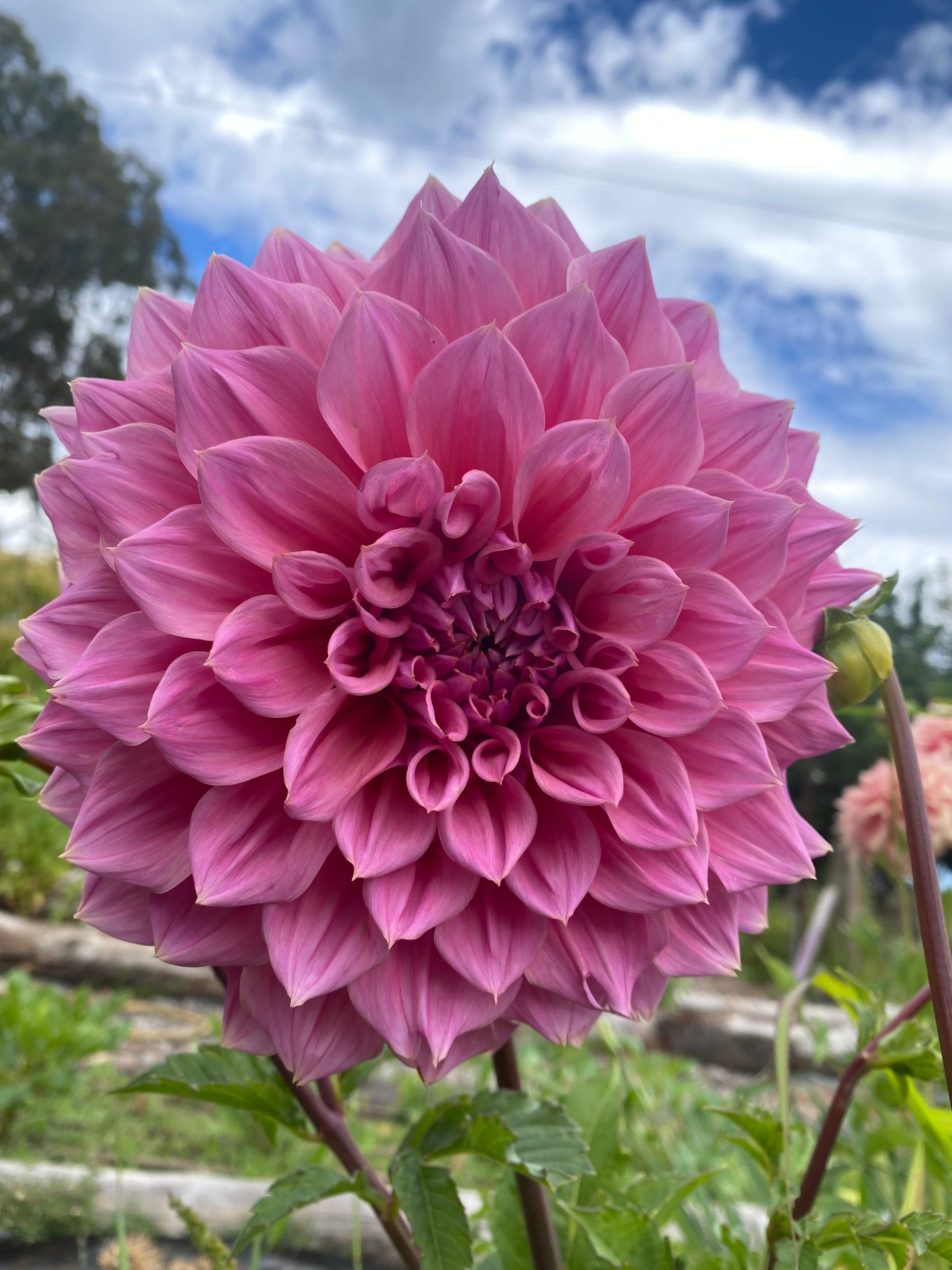 Formby Monarch dahlia