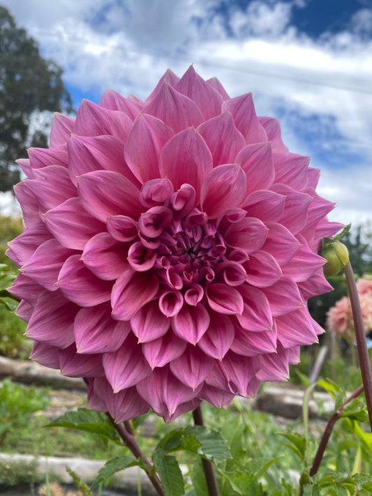 Formby Monarch dahlia