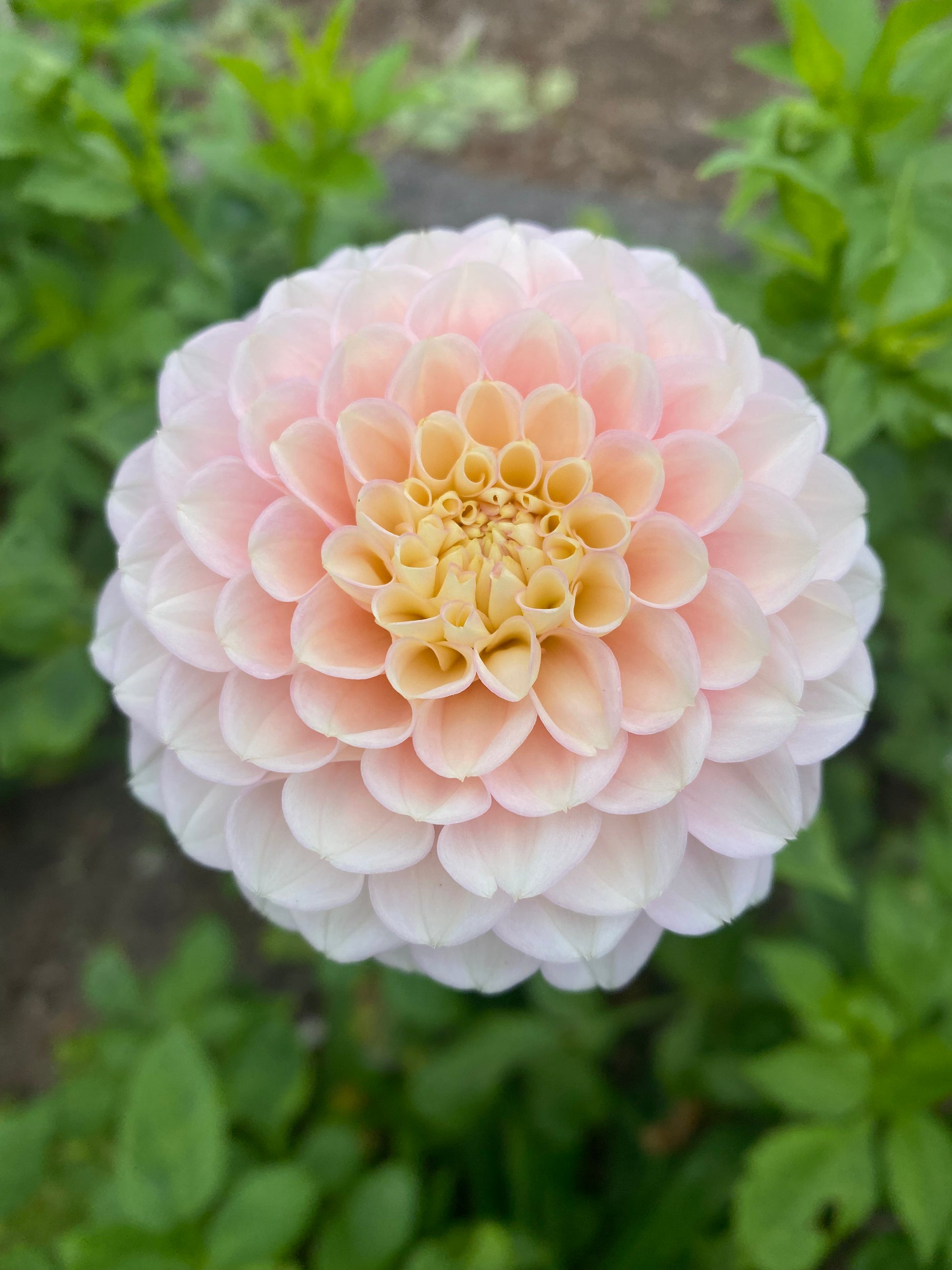 Powder Puff dahlia Stonecrop Flora