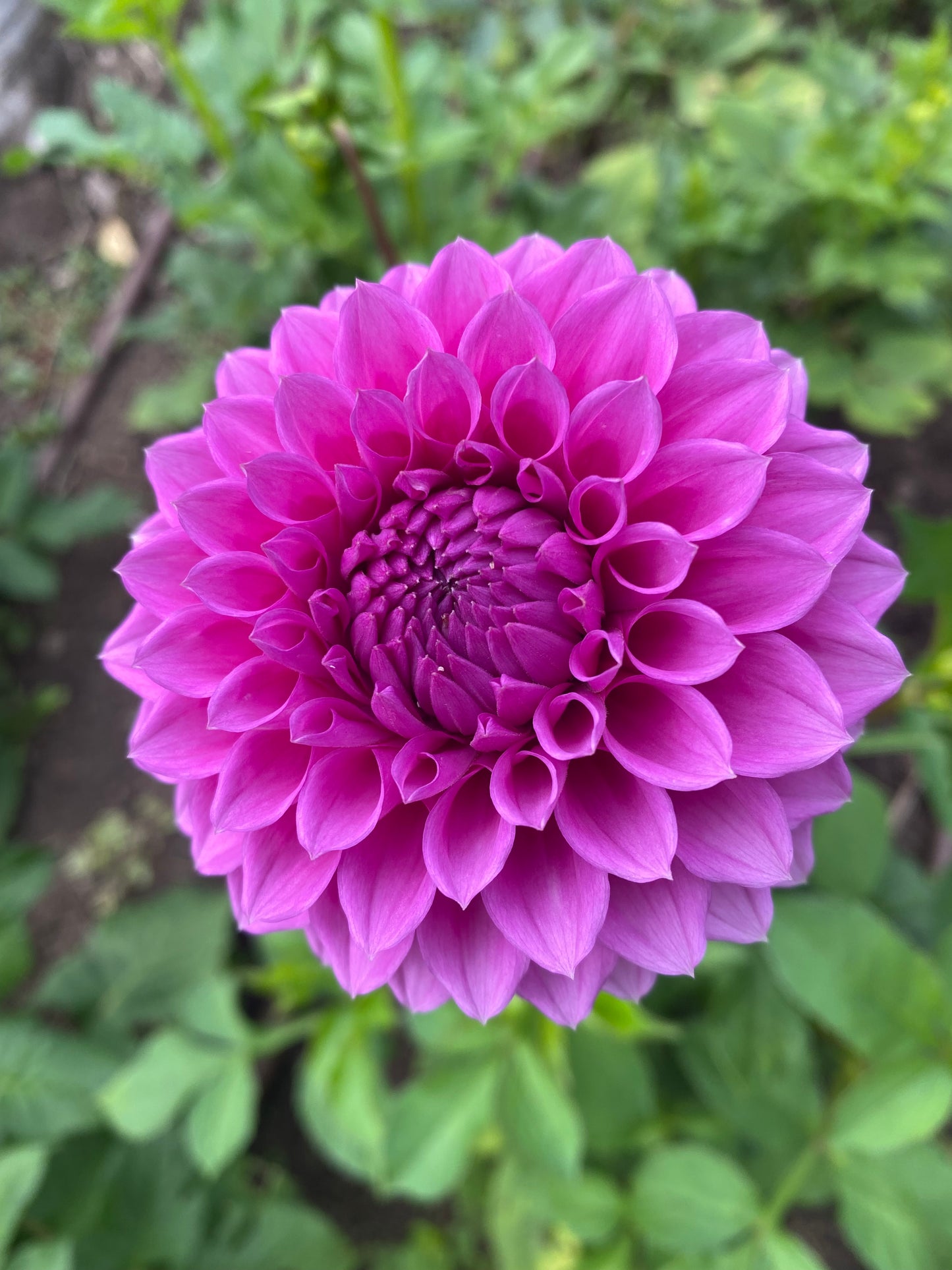 Winkie Cavalier dahlia