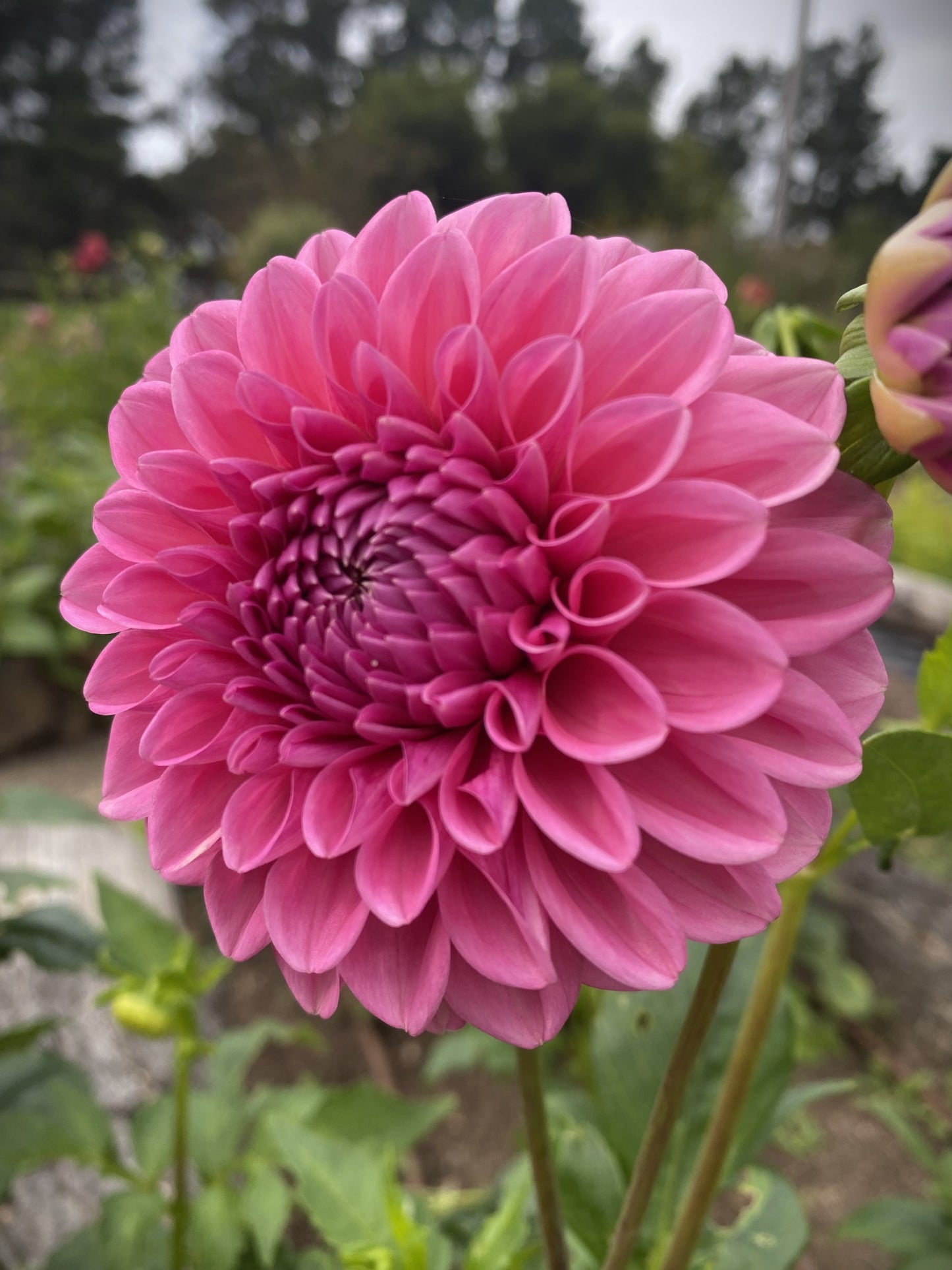 Pink Show dahlia