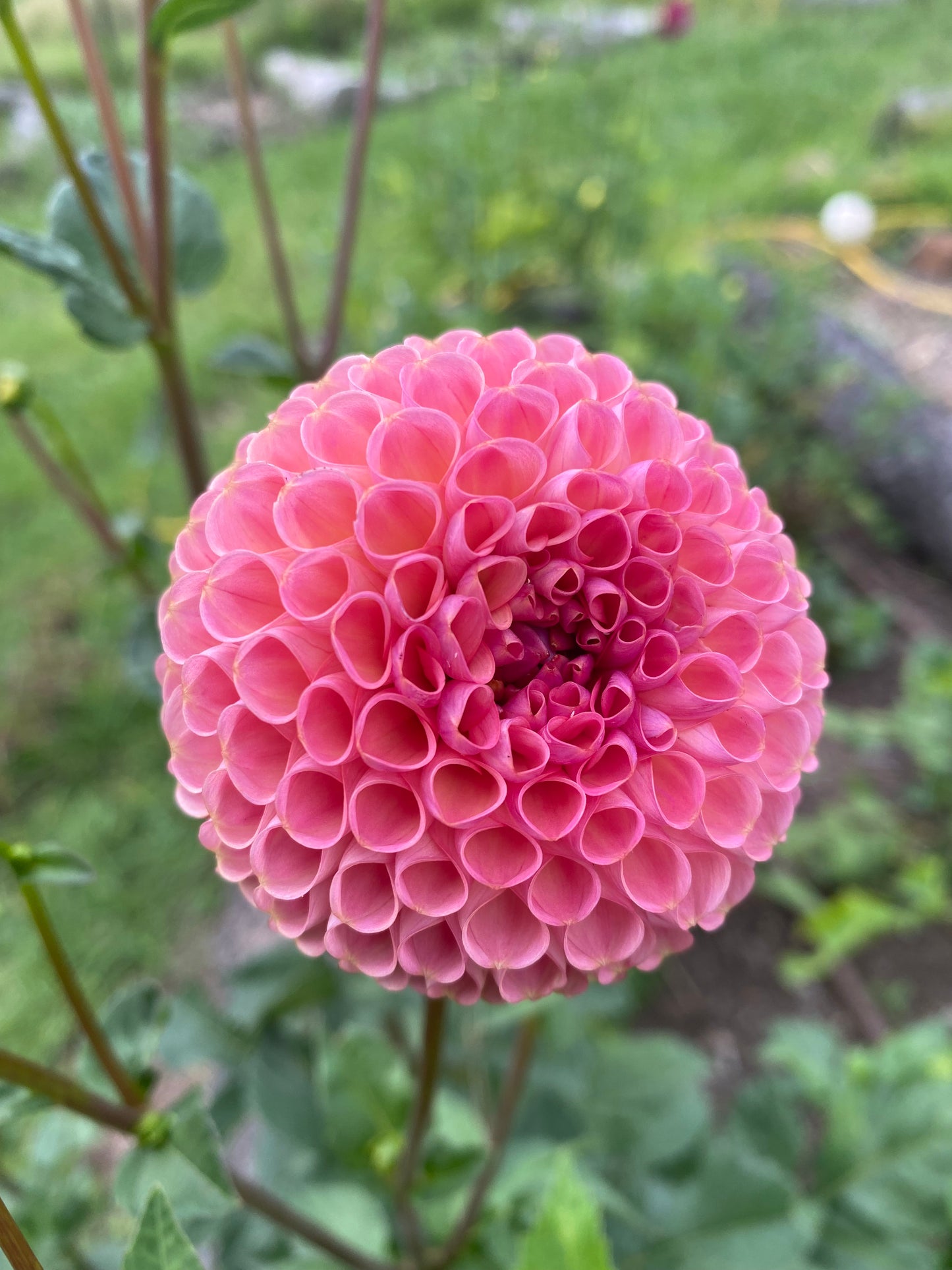 Little Peaches dahlia