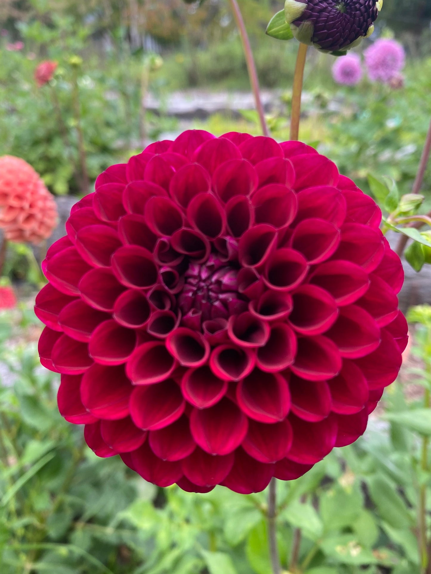 Steve's Choice dahlia