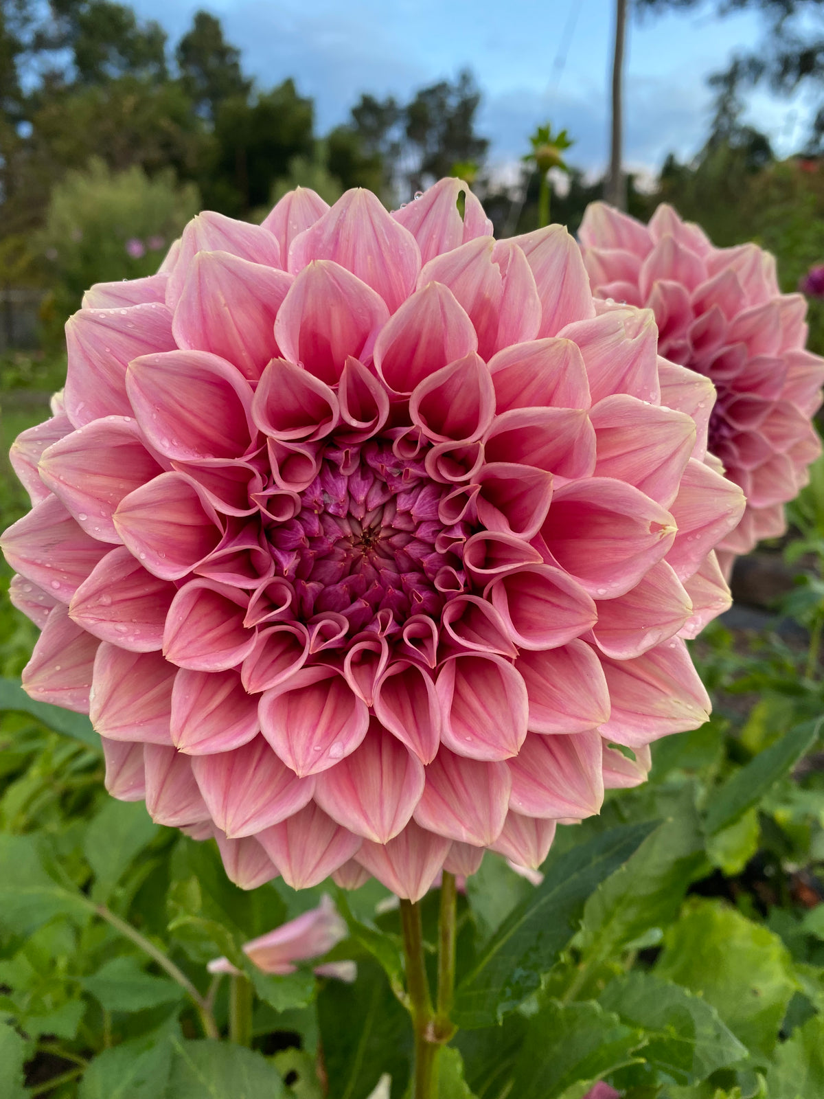 Formby Duke dahlia