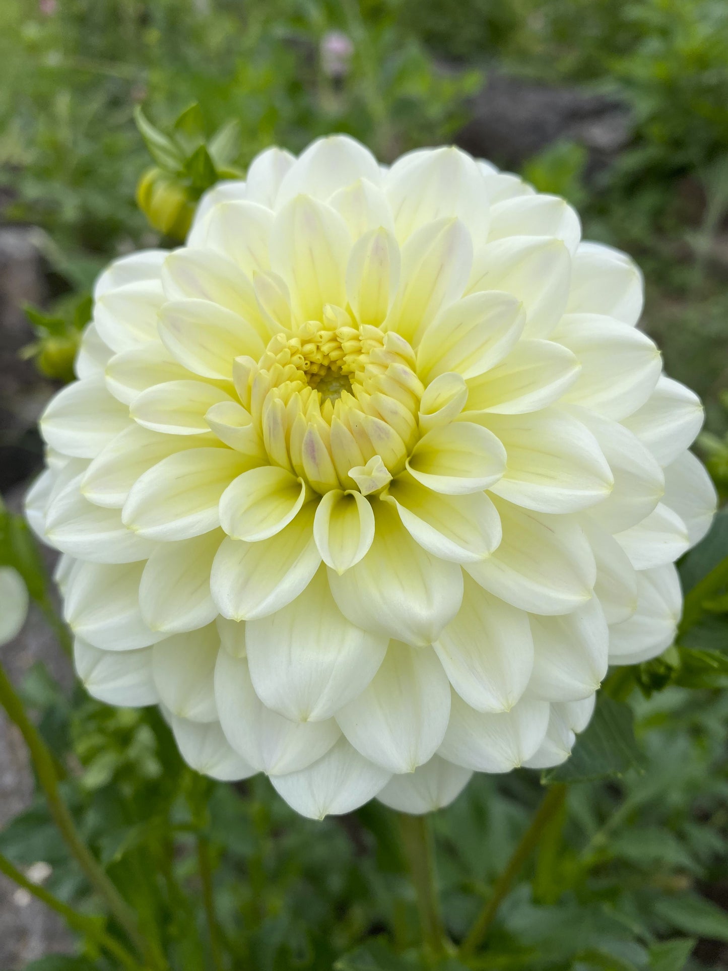 Lime Glow dahlia