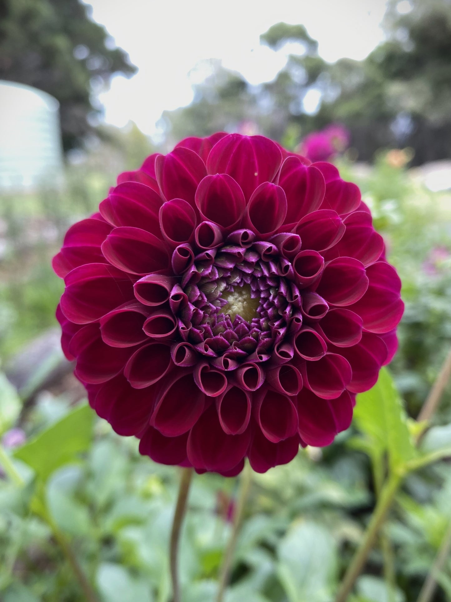 Burgundy Ball dahlia