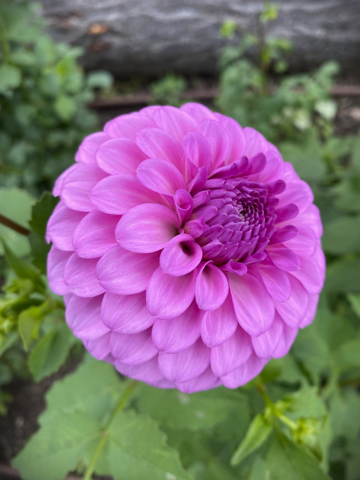 Glenmarc Connie dahlia