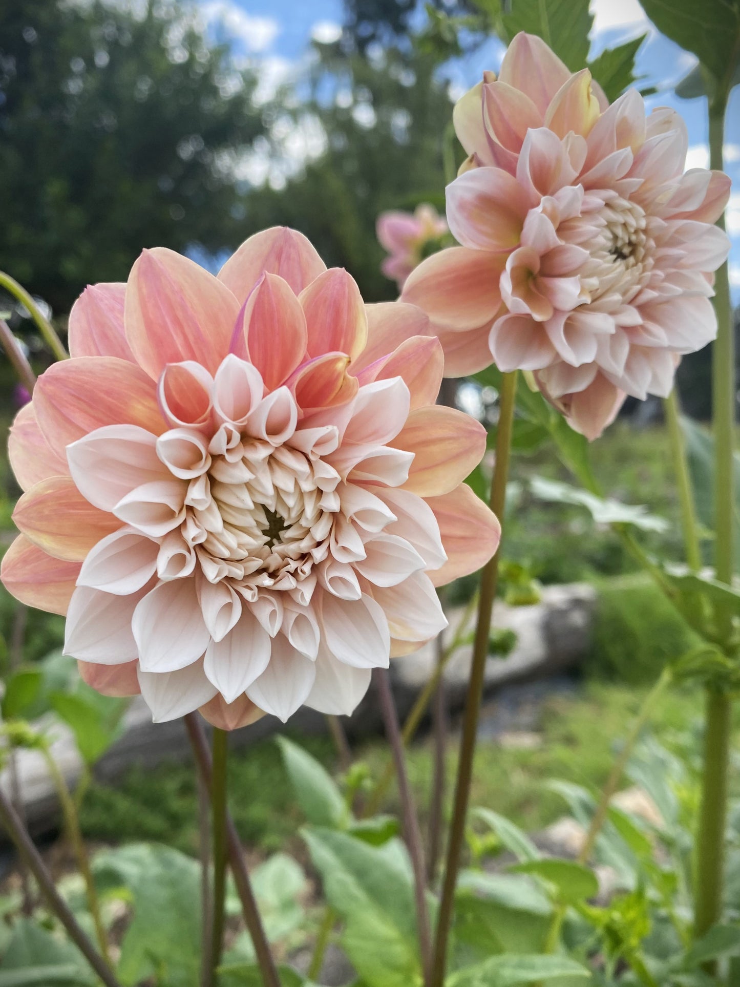 Tropical Dream dahlia