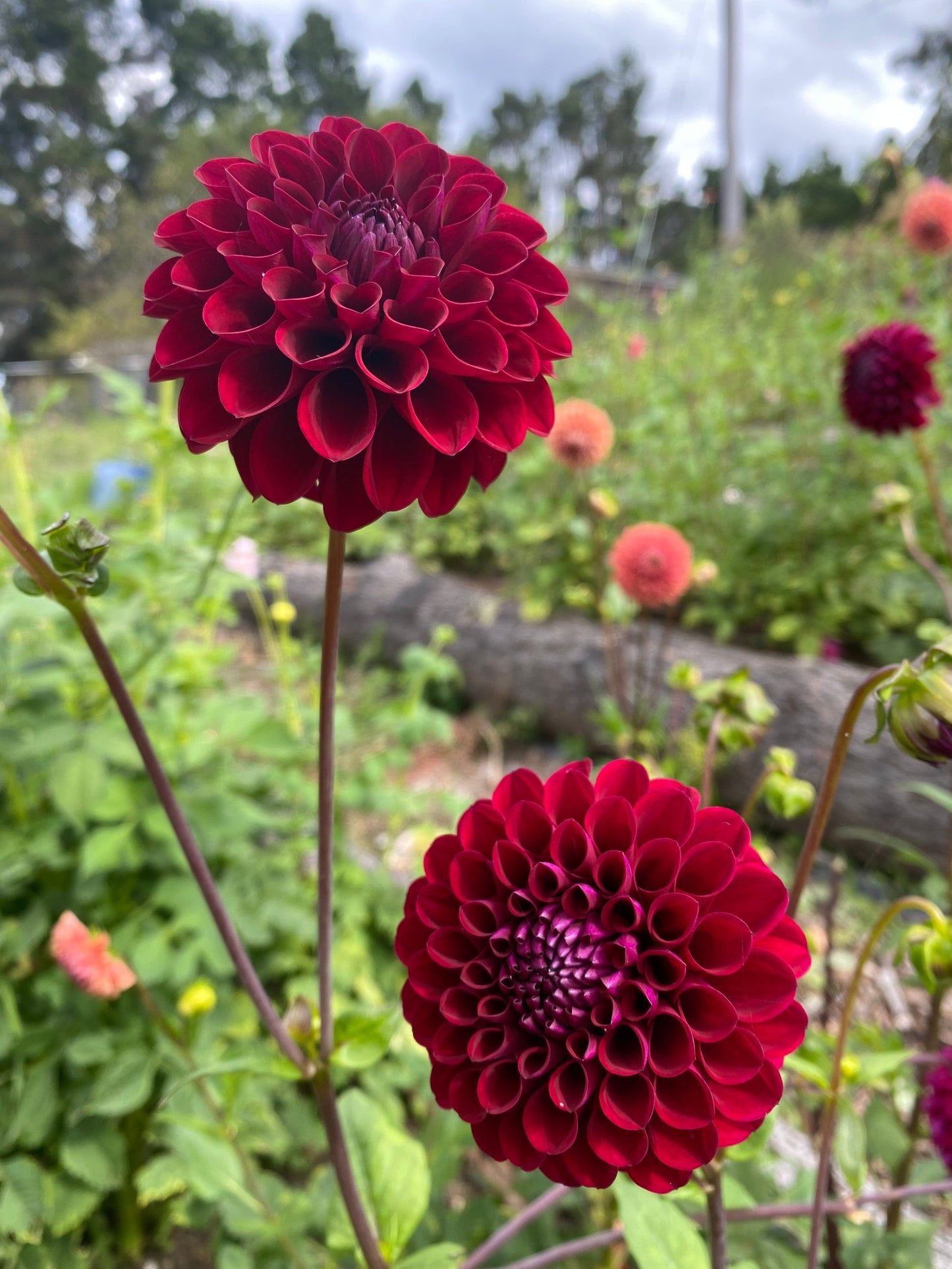 Steve's Choice dahlia