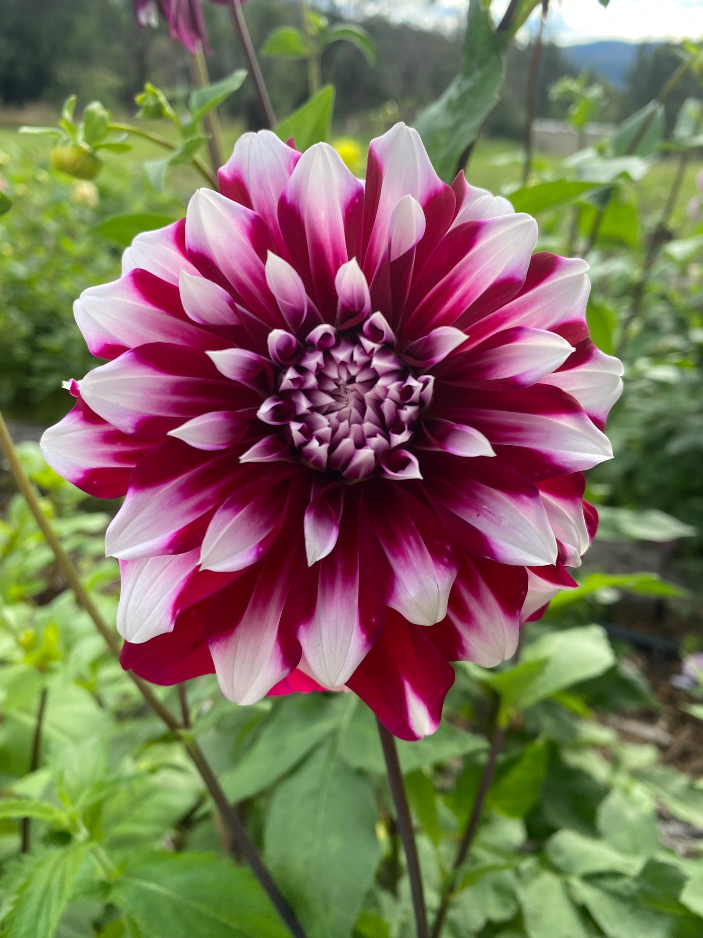 Irene Moorhead dahlia