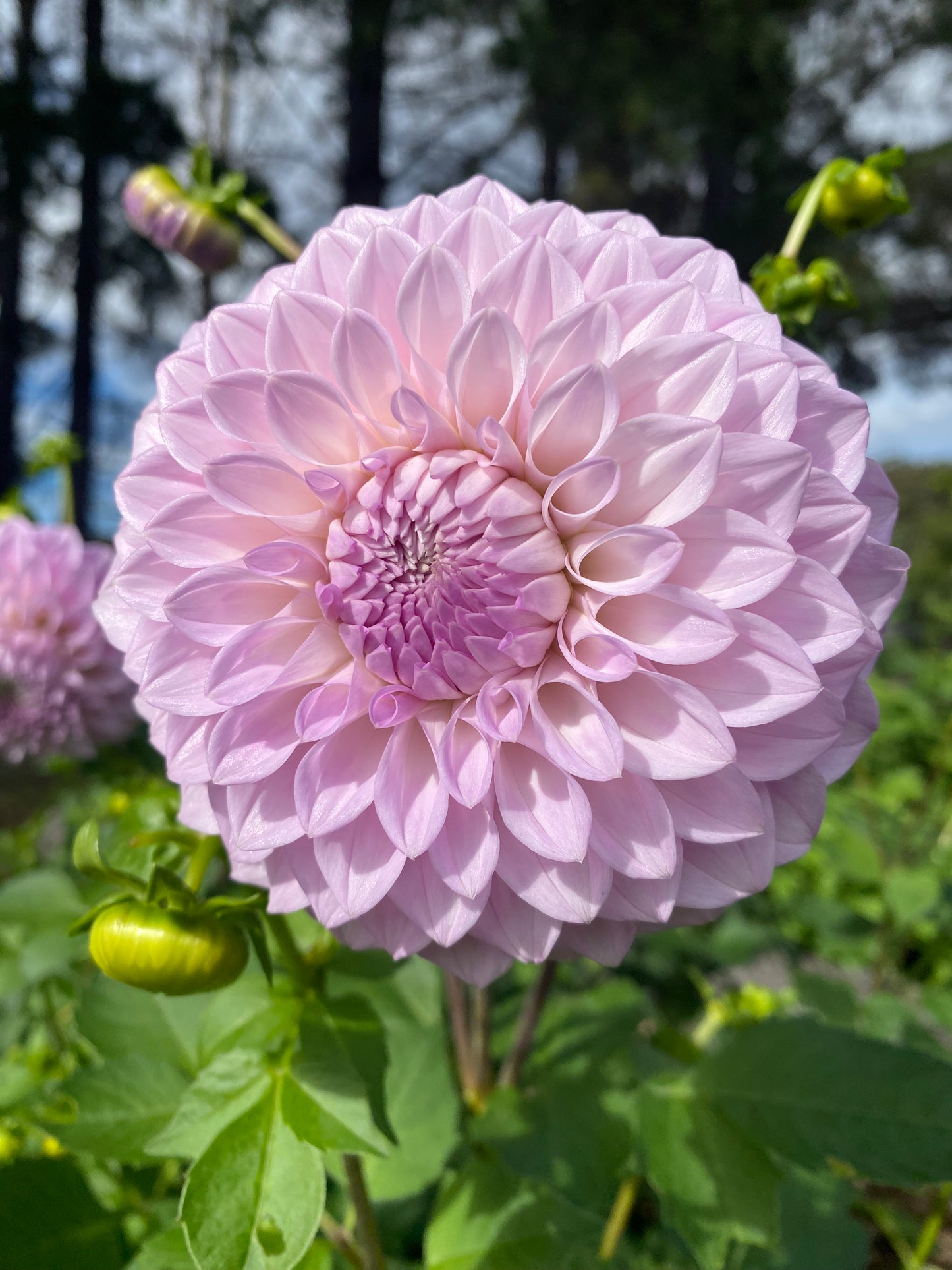 Marshmallow dahlia