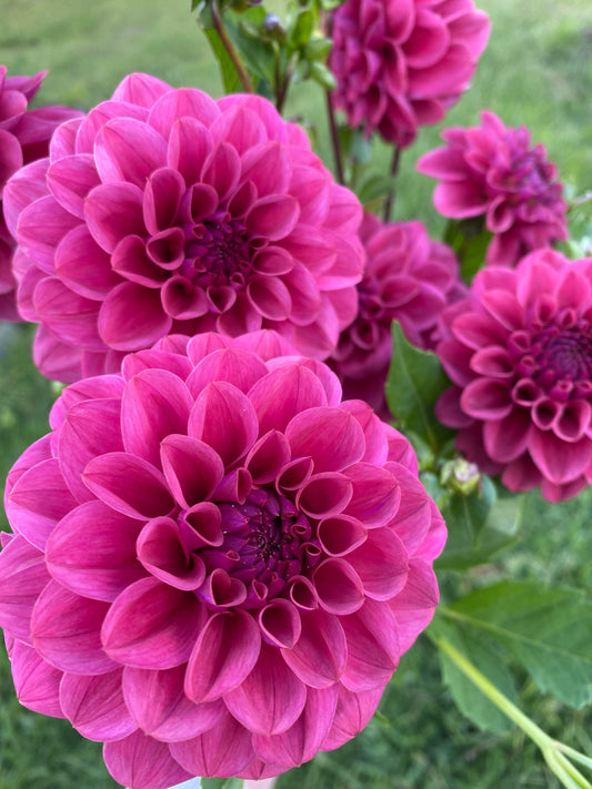 Dusty Rose dahlia