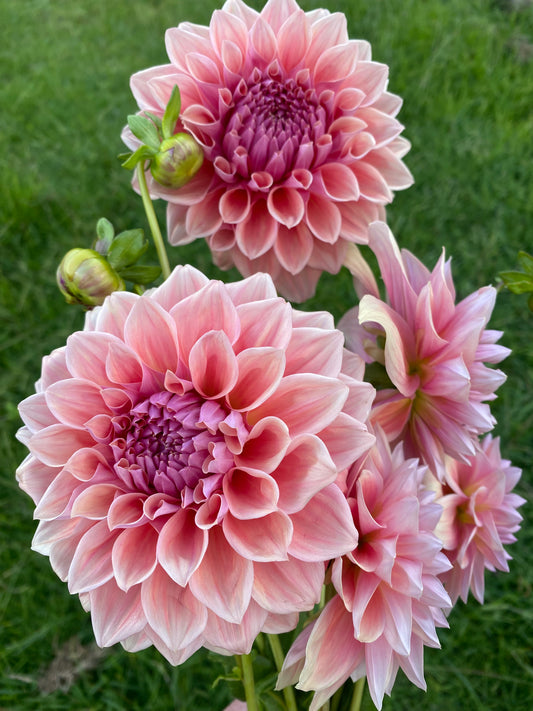 West Coast dahlia