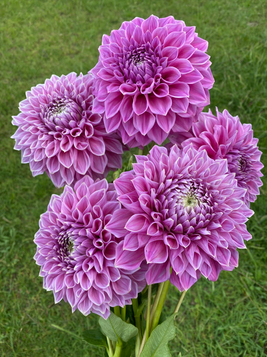 Devon Derris dahlia