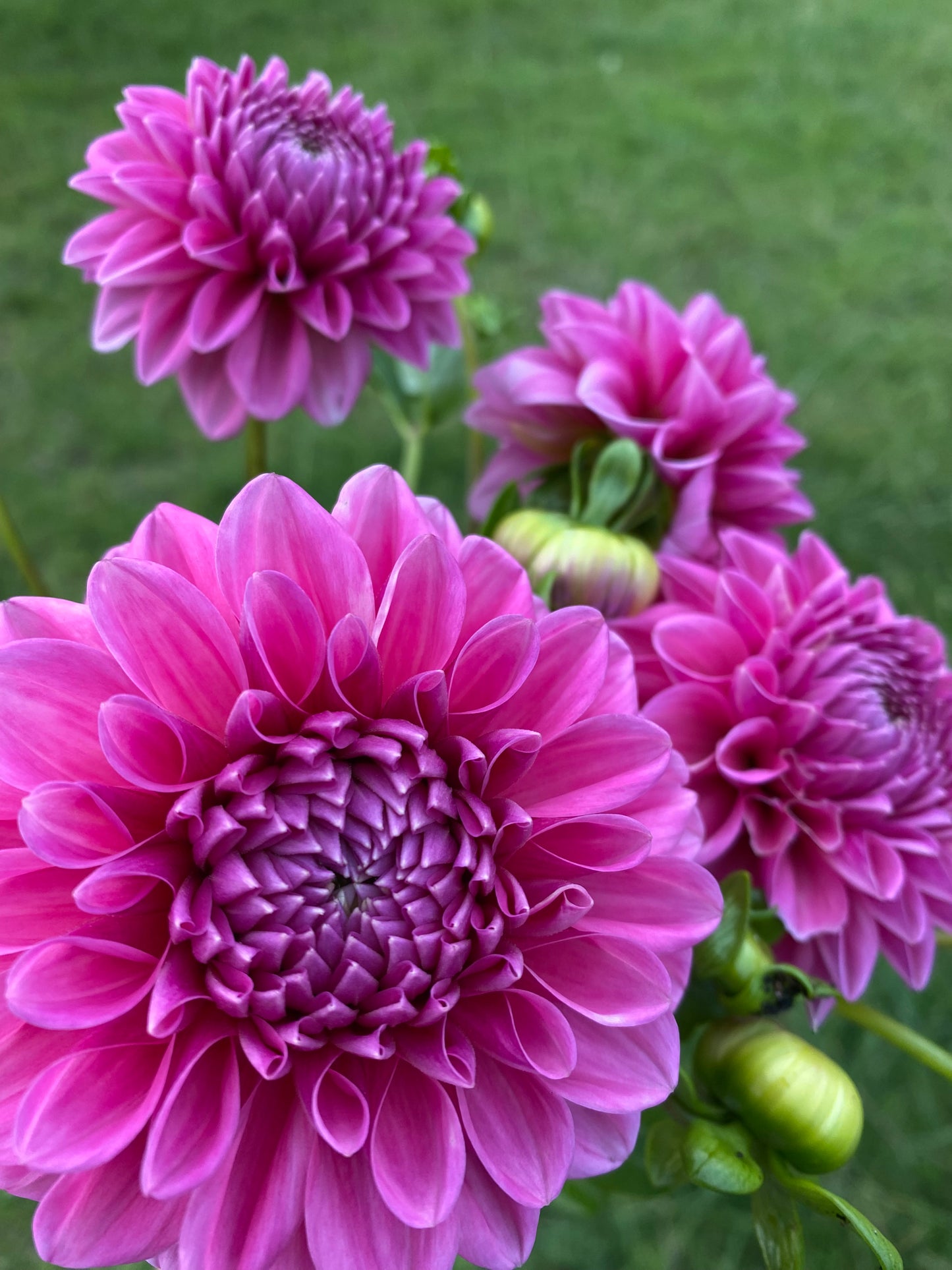 Pink Show dahlia