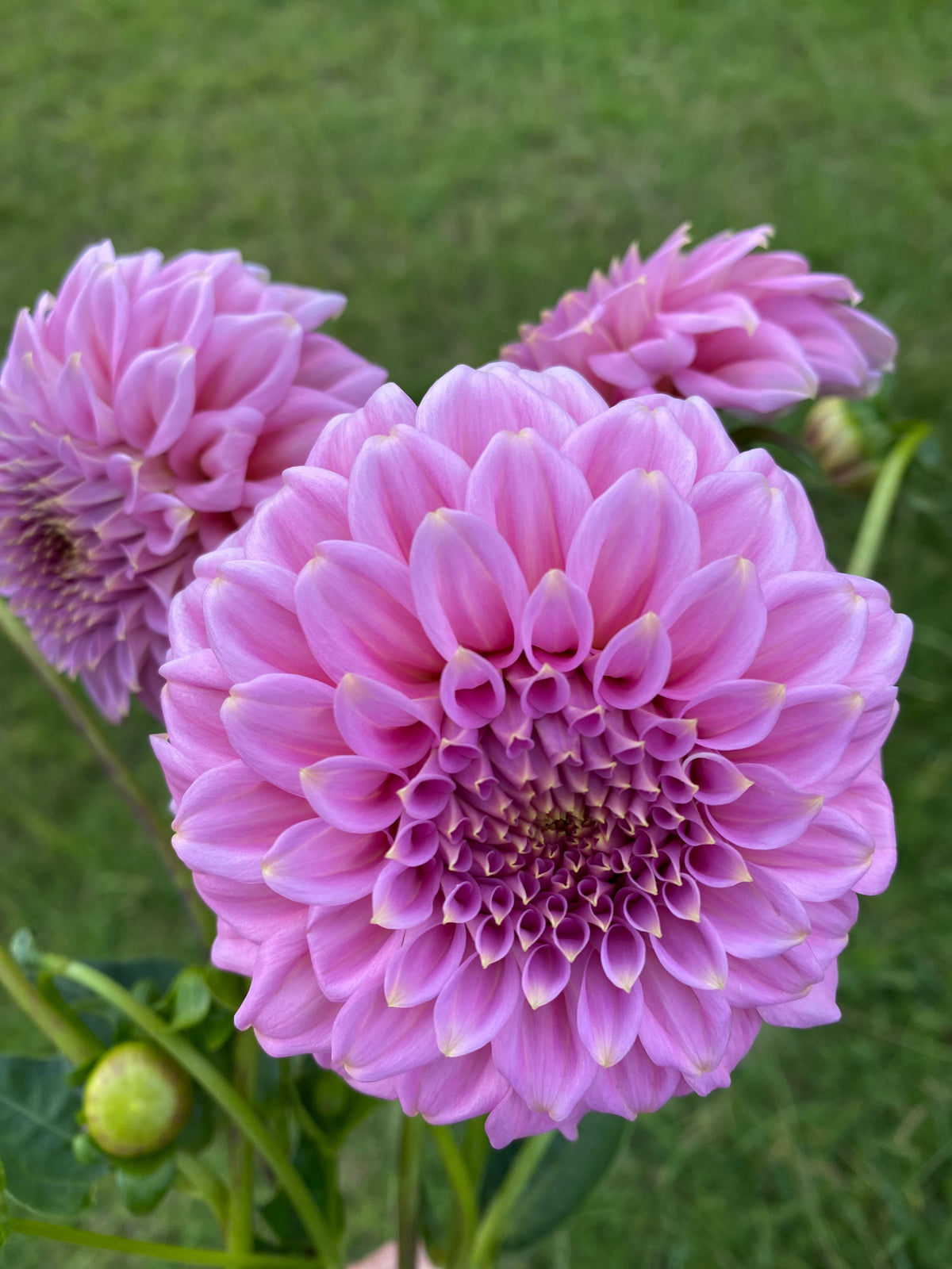 Araluen Leatrice dahlia – Stonecrop Flora
