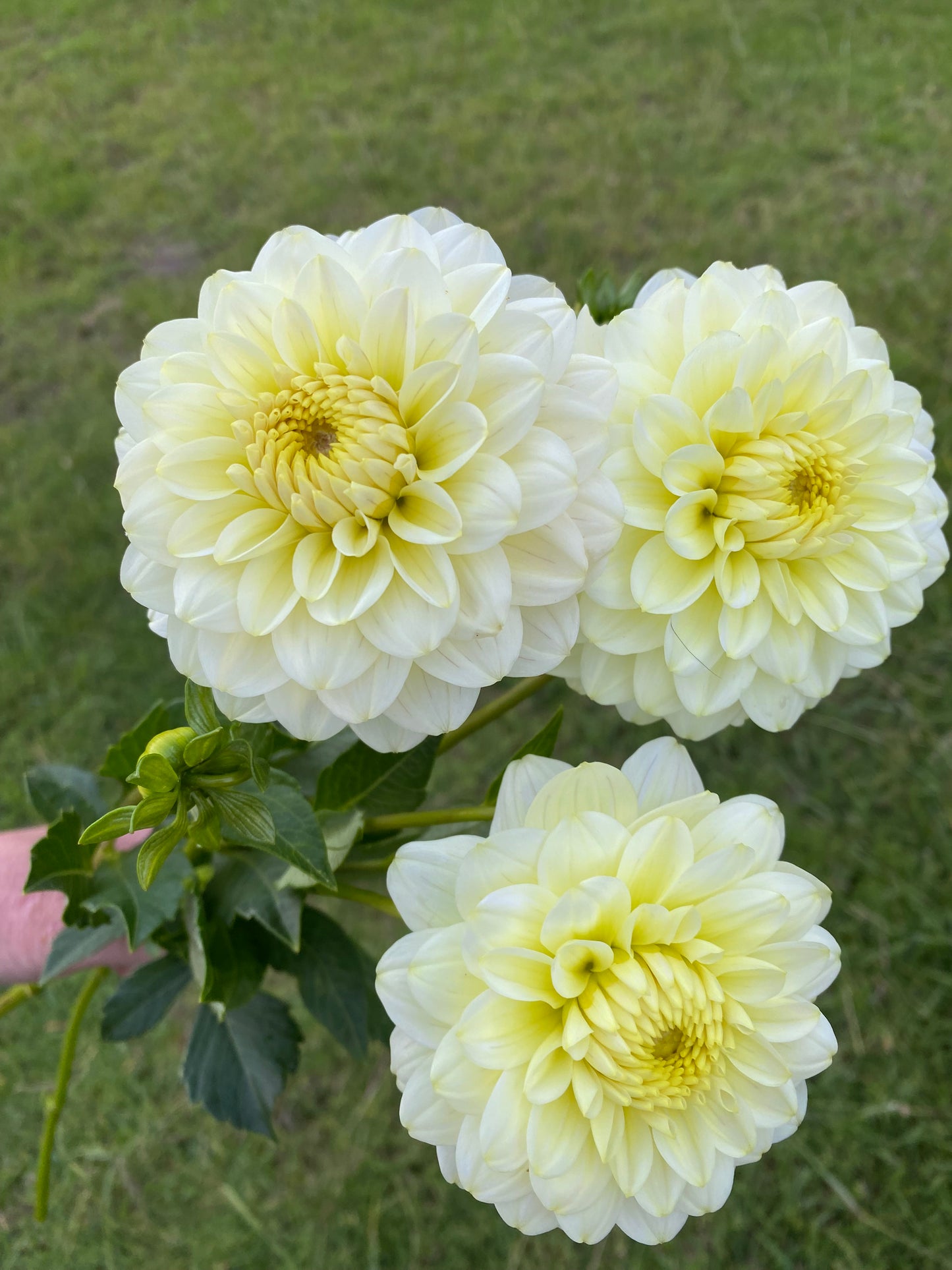 Lime Glow dahlia