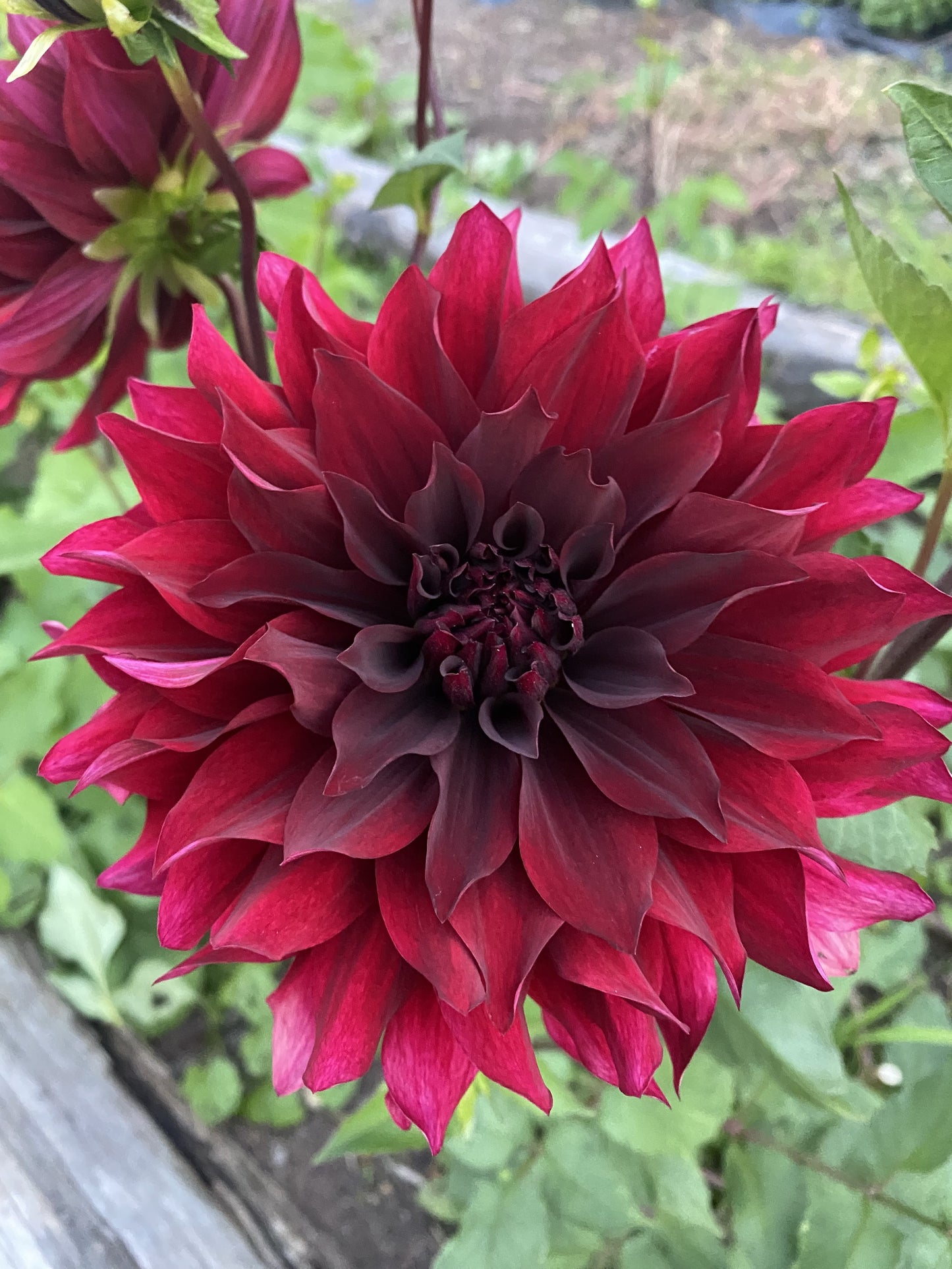 Kokuchou dahlia