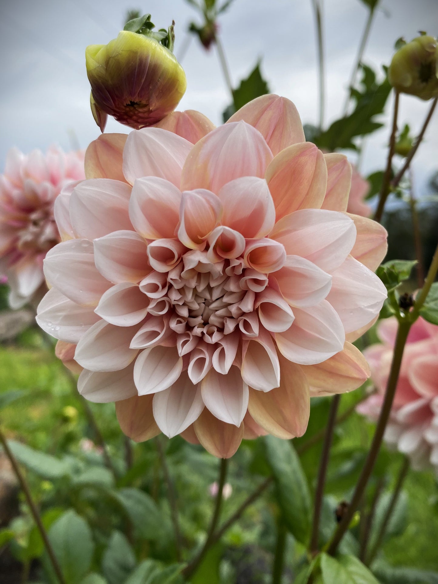 Tropical Dream dahlia