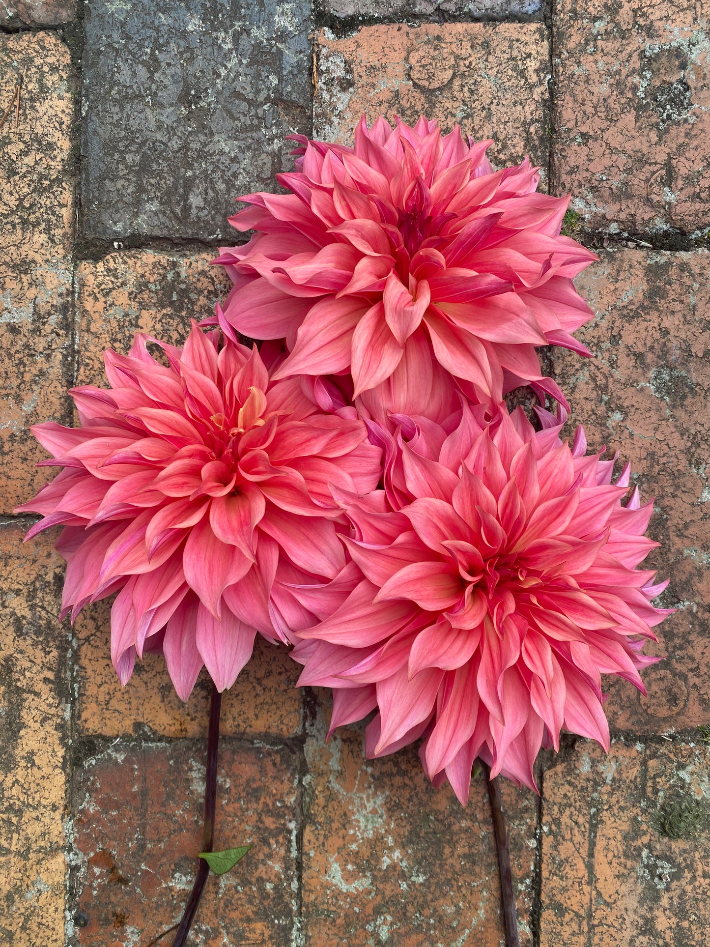 Buckajo/Carlos Watermelon dahlia