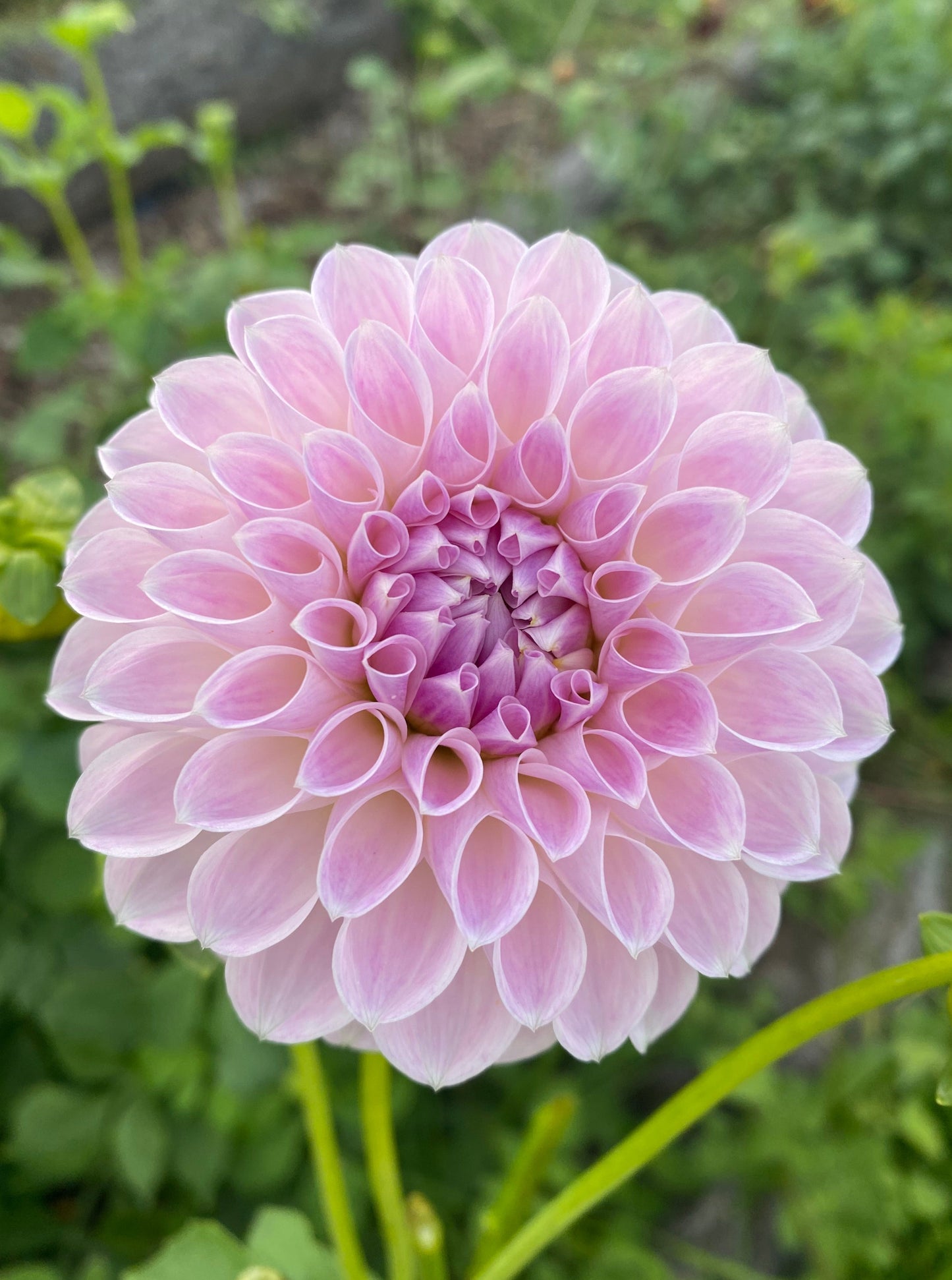 Megan Dean dahlia