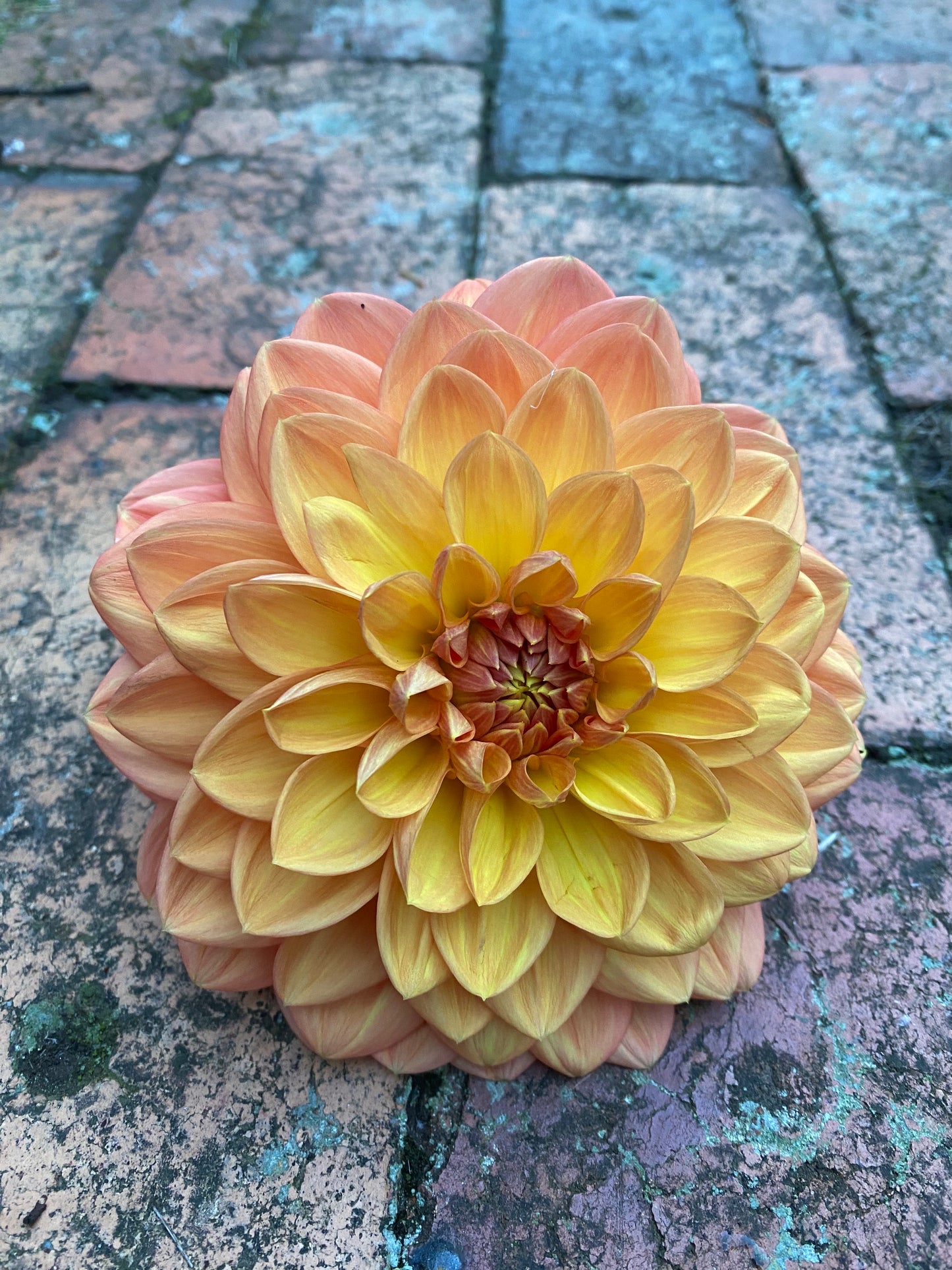 Golden Nugget dahlia