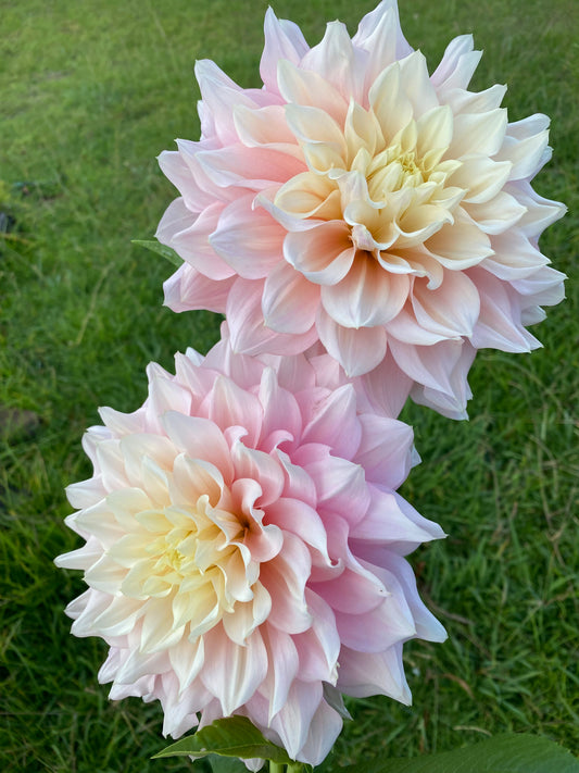 Cerise Rosebud dahlia