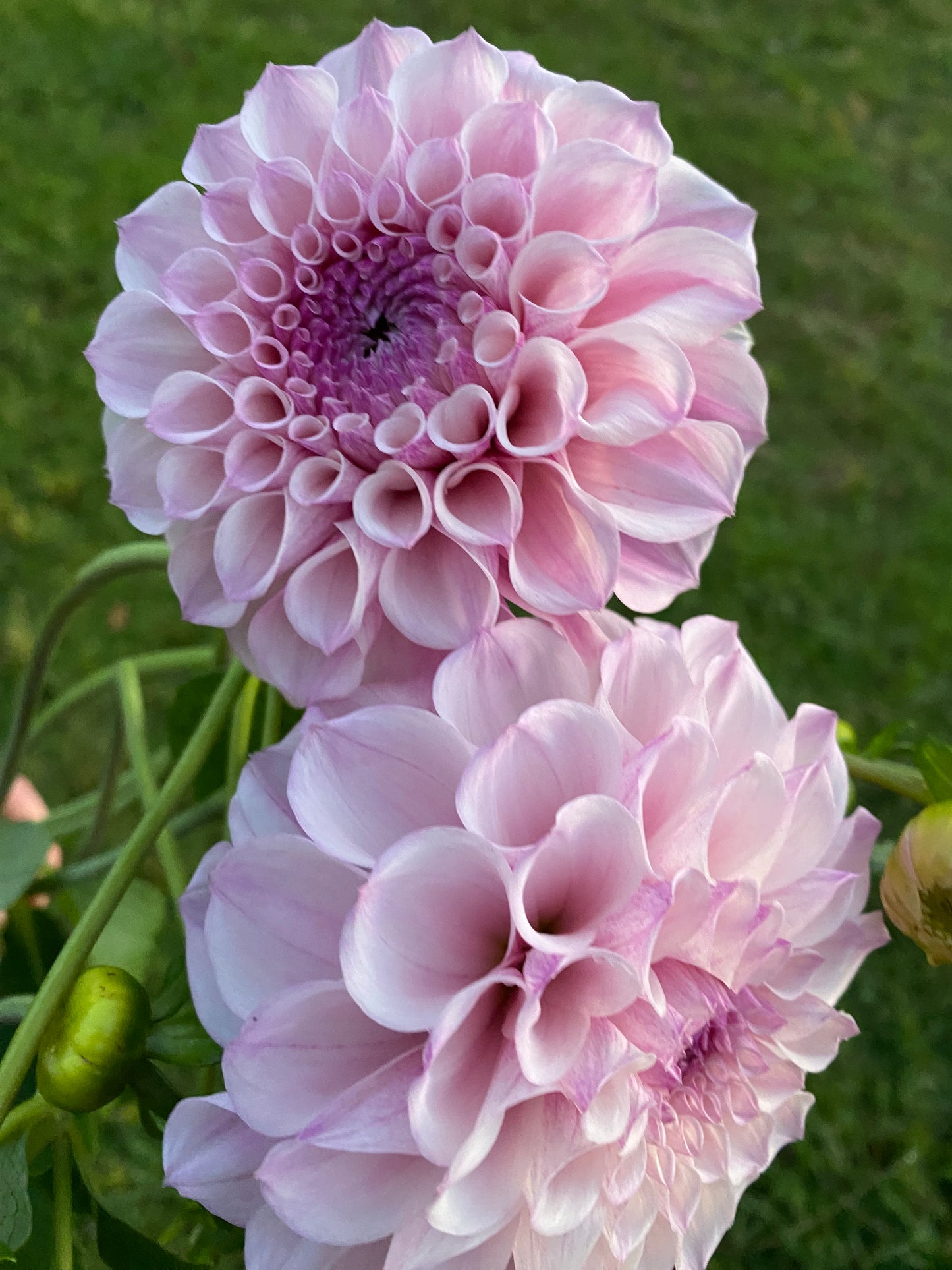 Jeff Bloom dahlia