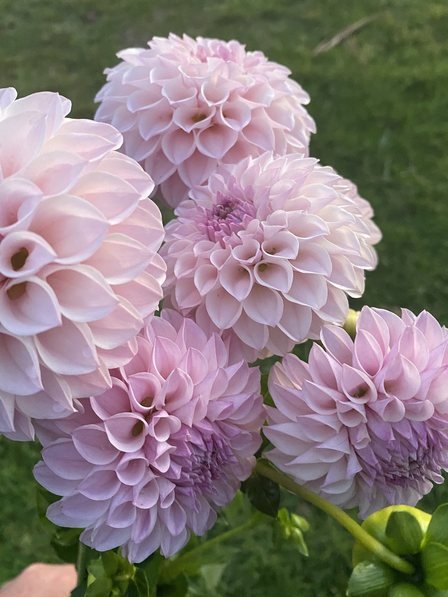 Glenmarc Divine dahlia