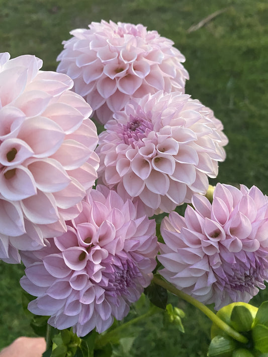 Glenmarc Divine dahlia