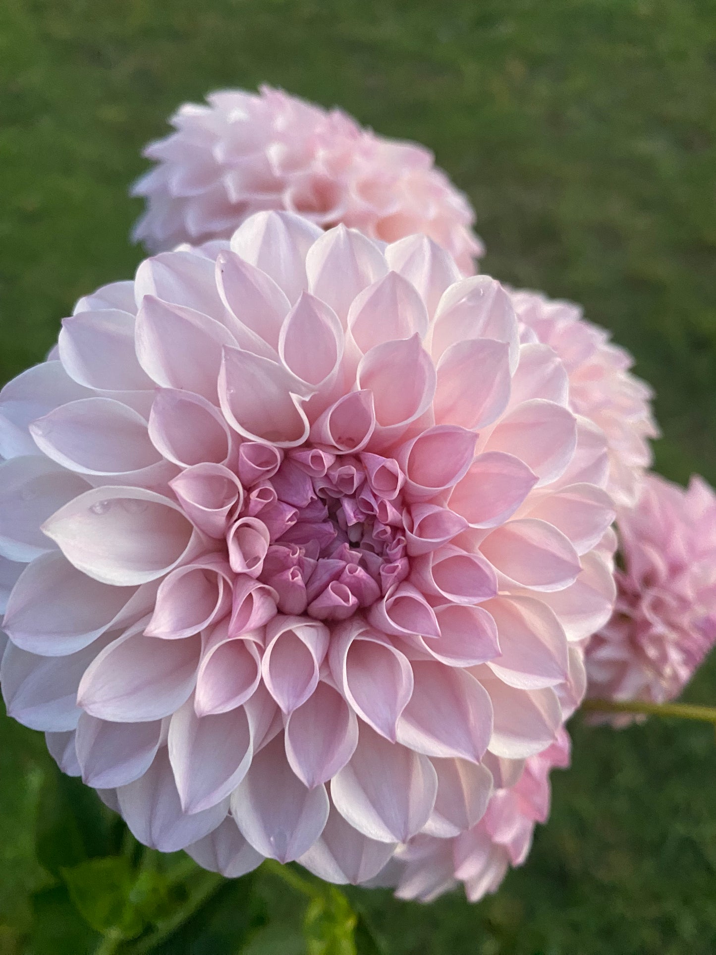 Glenmarc Divine dahlia