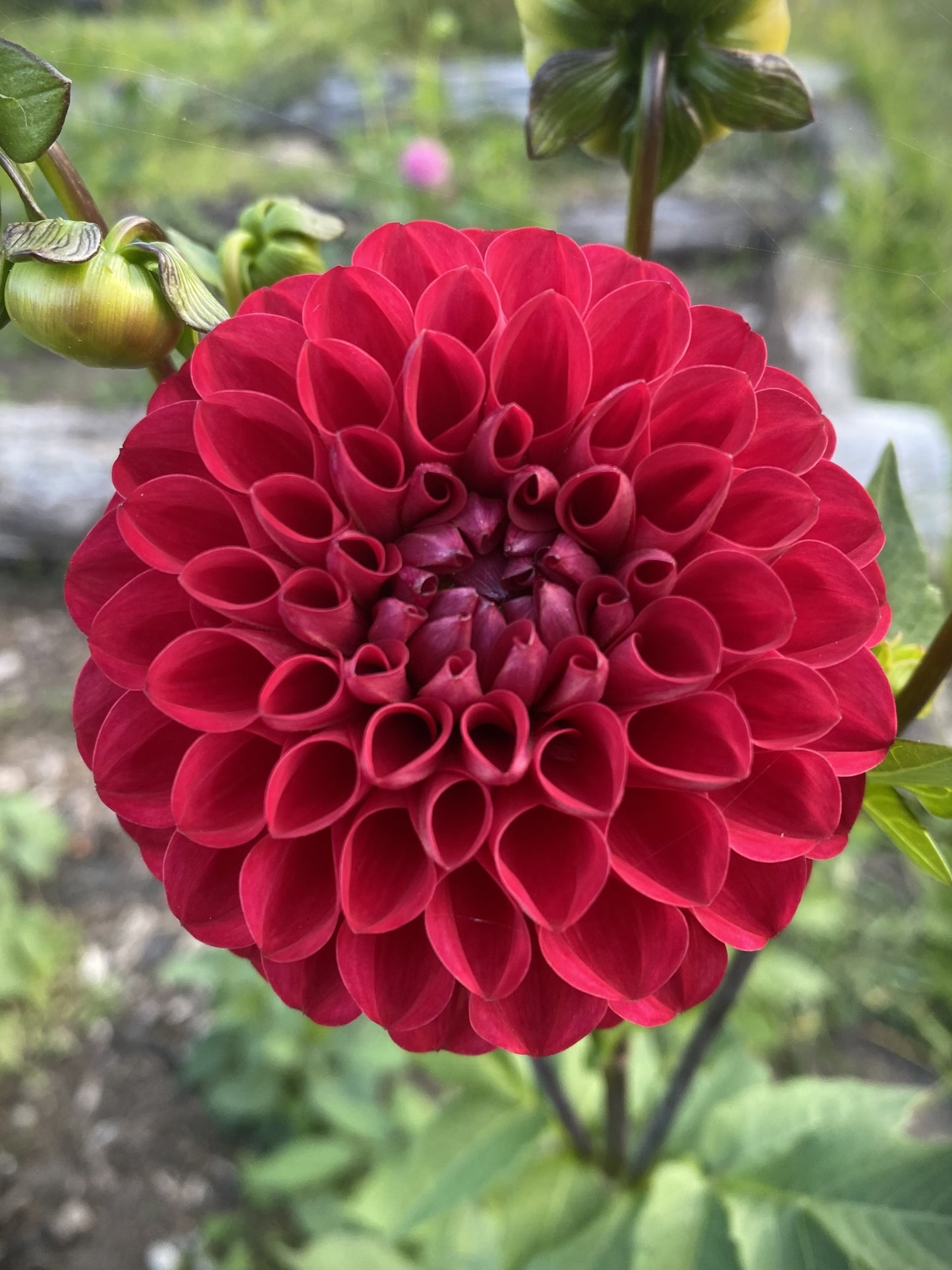 Florelie Rosetta dahlia