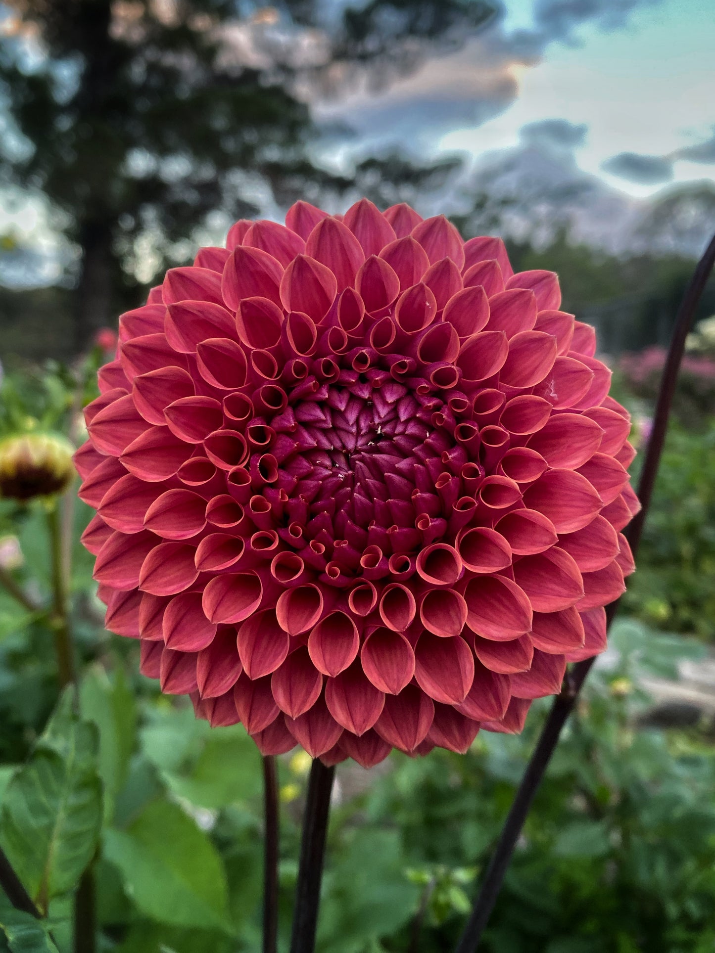 Ailsa Bailey dahlia