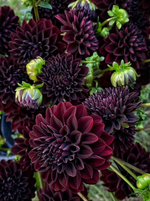 Cork Tori in Purple 2024 Dahlia