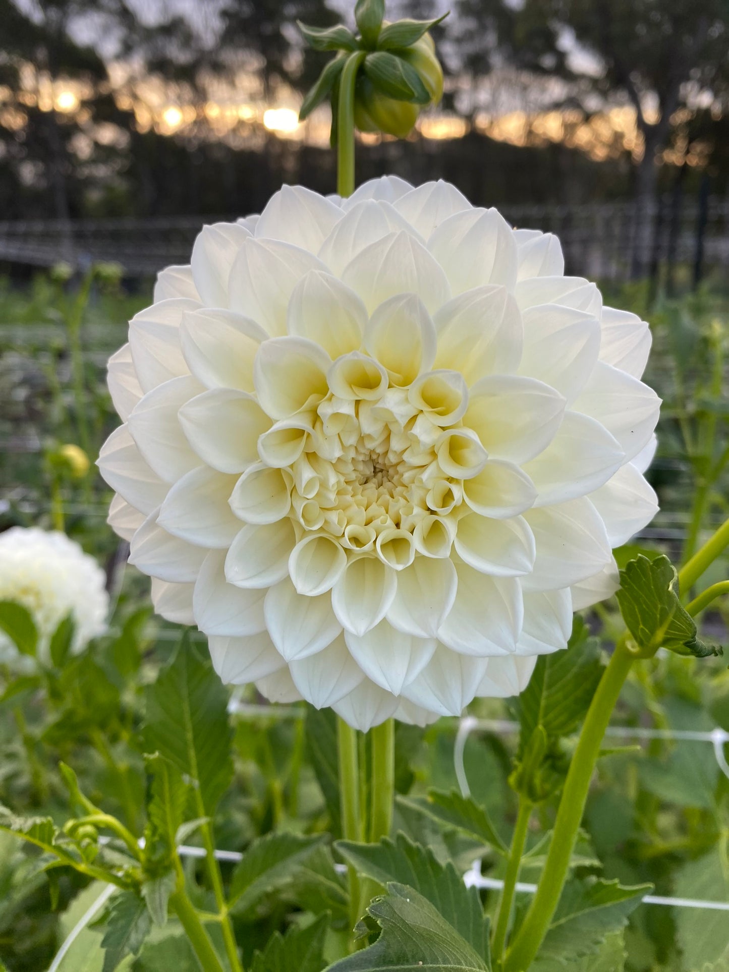 White Decorative dahlia