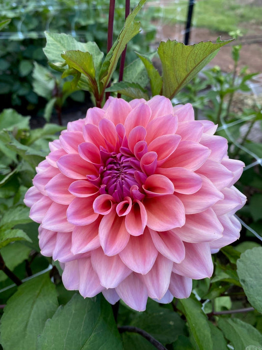 African Sunset dahlia