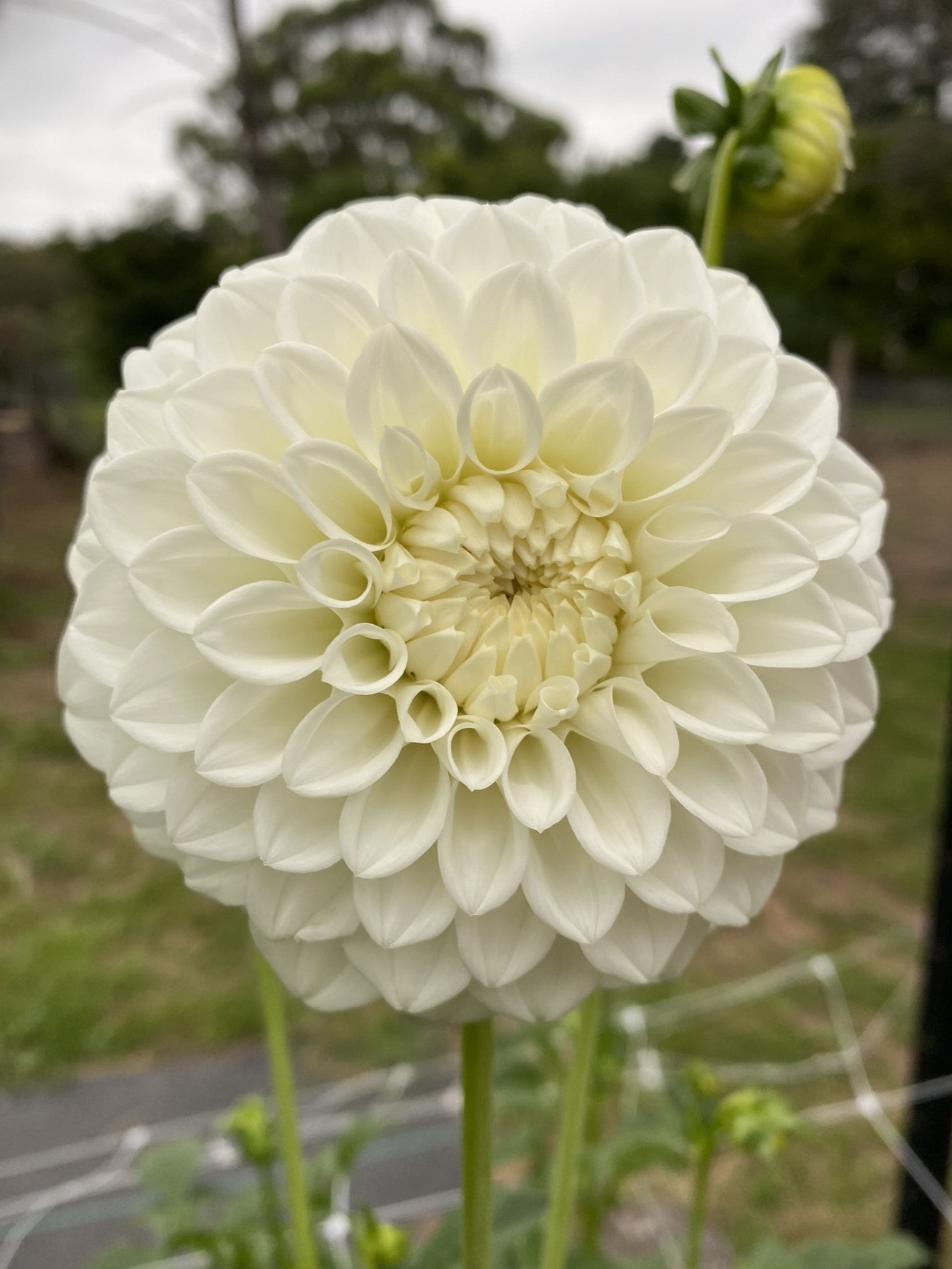 Formby Alpine dahlia