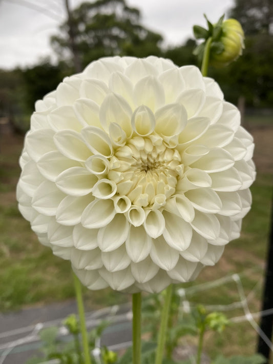 Formby Alpine dahlia