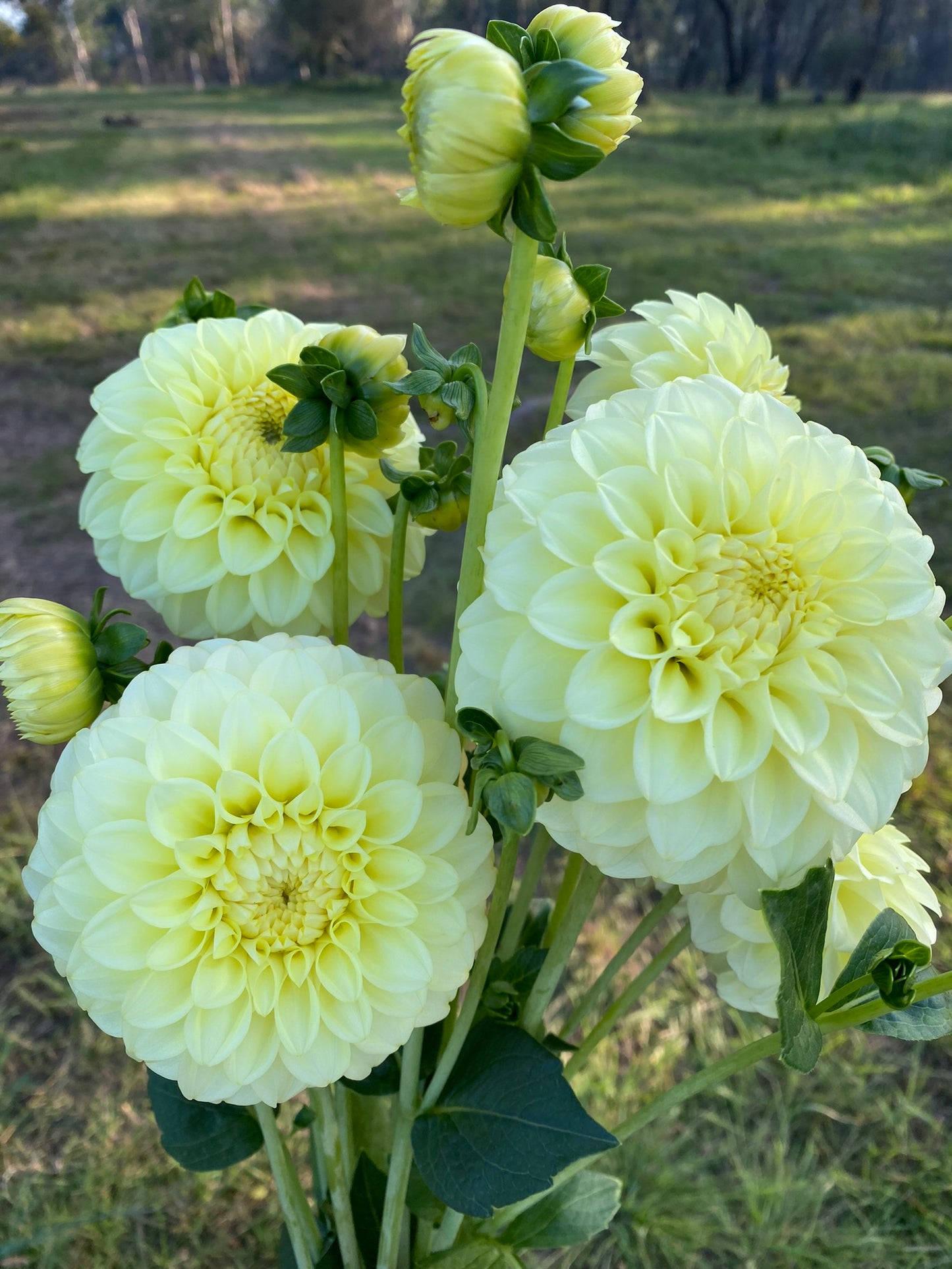 Coorabell Heather dahlia