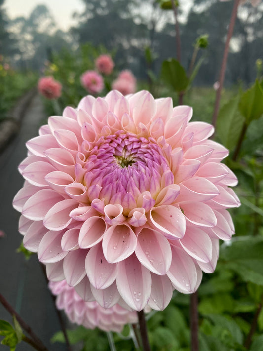 Alpine Charm dahlia