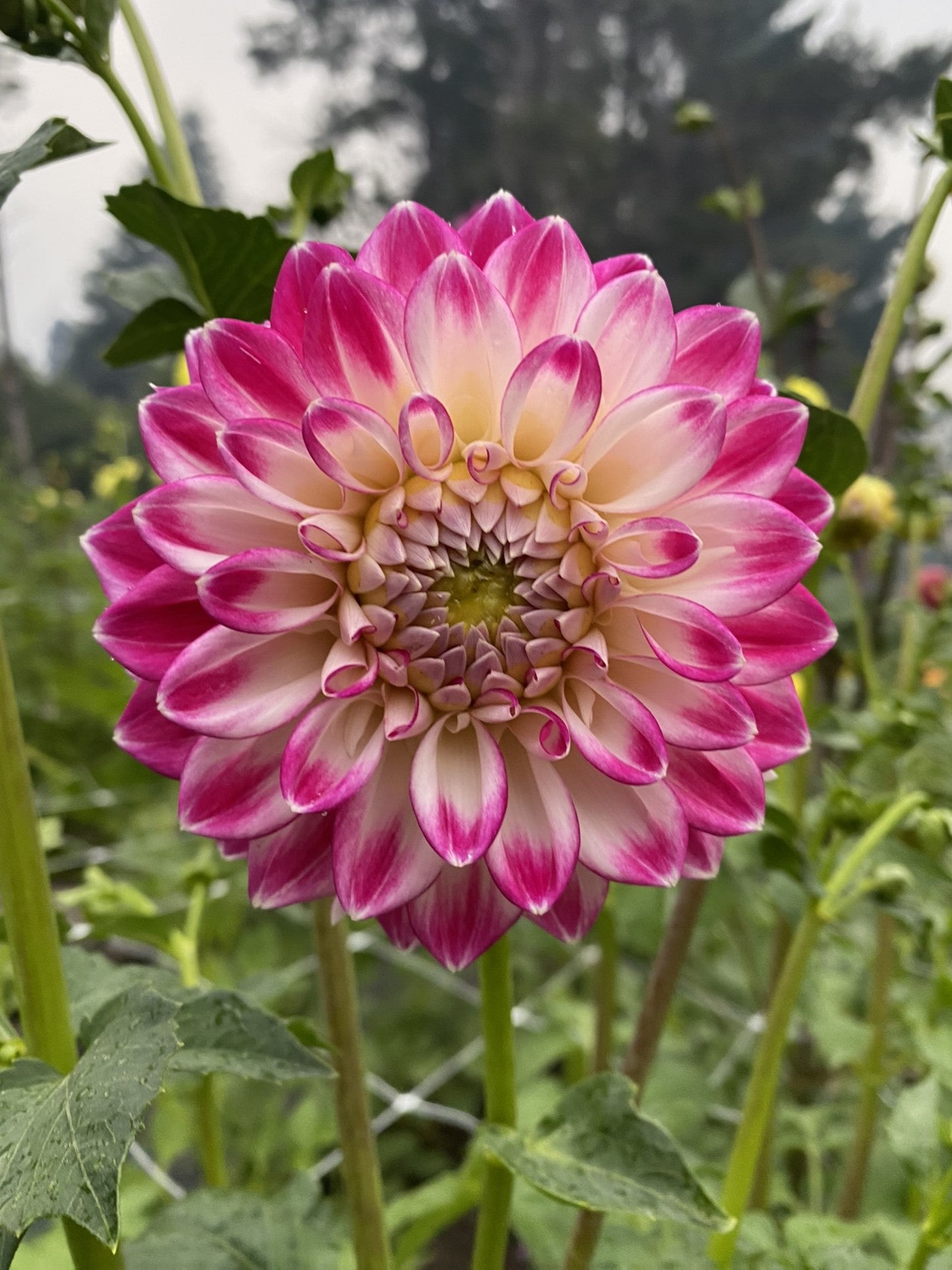 Sweetheart dahlia