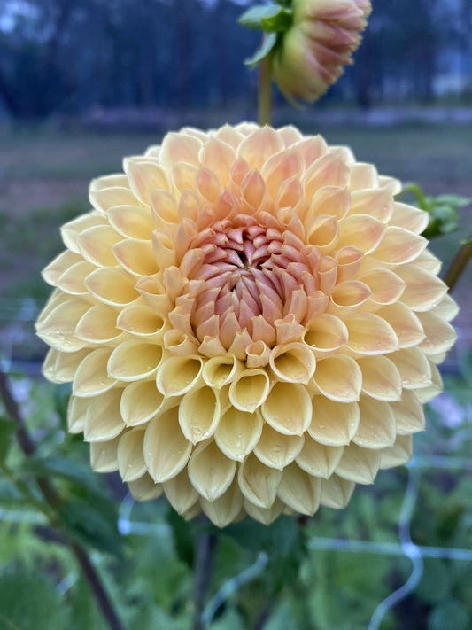 Formby Crest dahlia